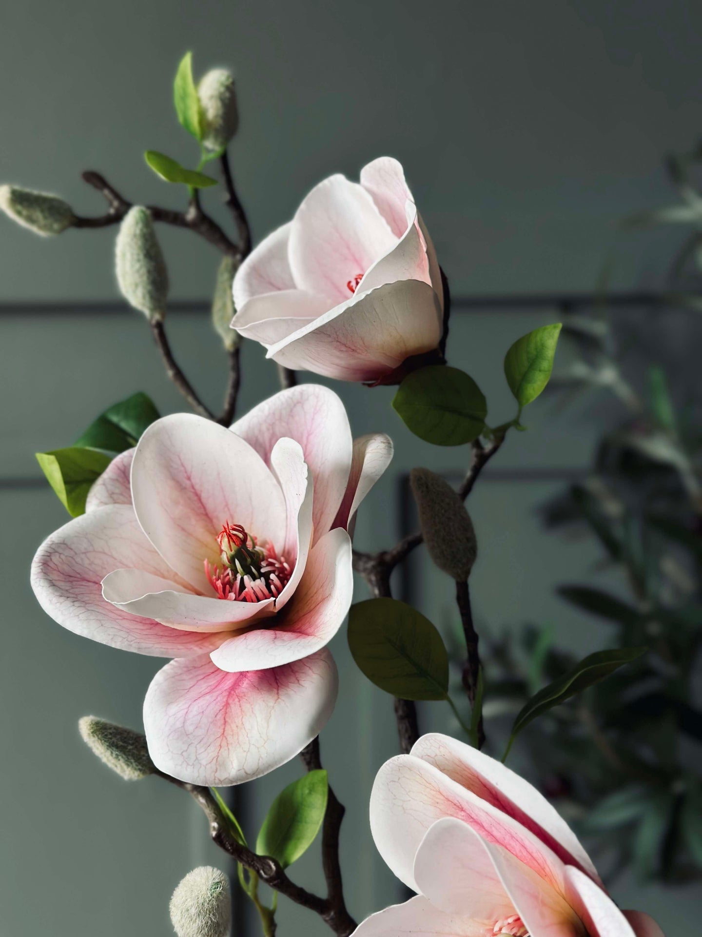 Blomma Magnolia - Rosa