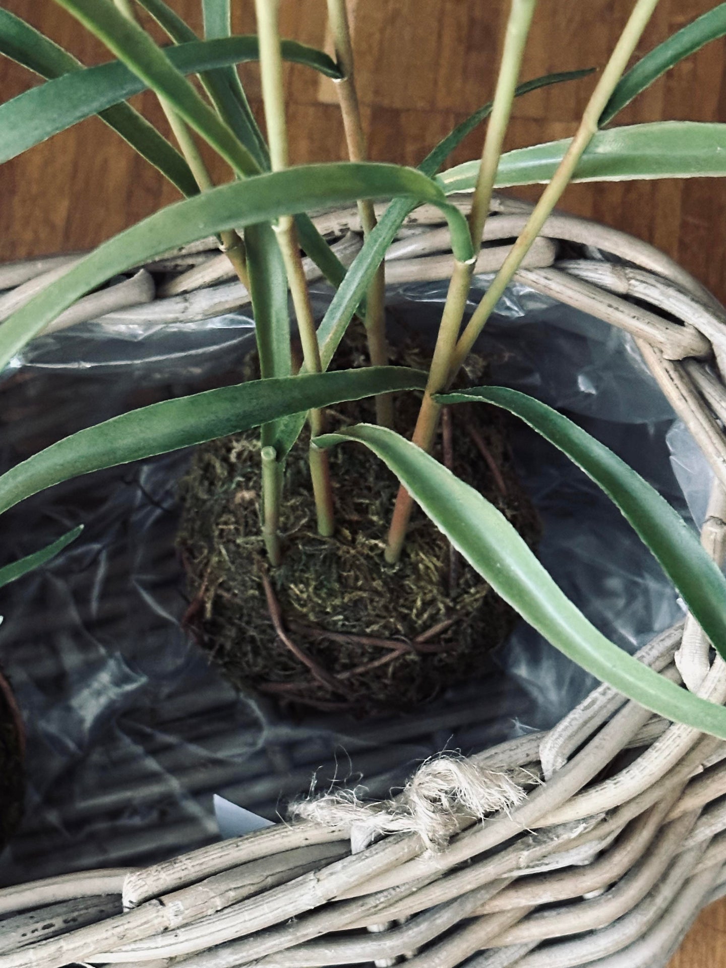 Planteringskorgar - Set med 2 st. Oval rotting