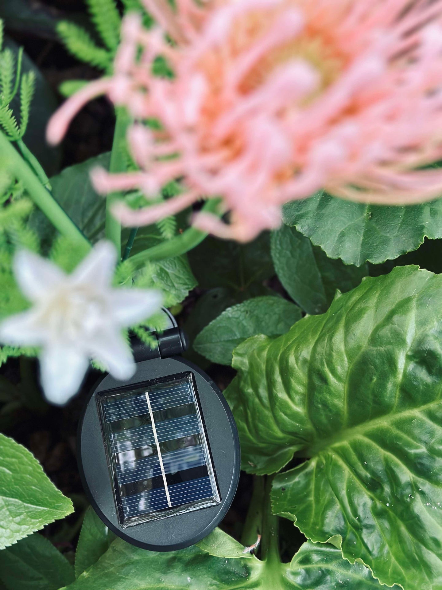 Solcellsblomma - Spindellilja ros