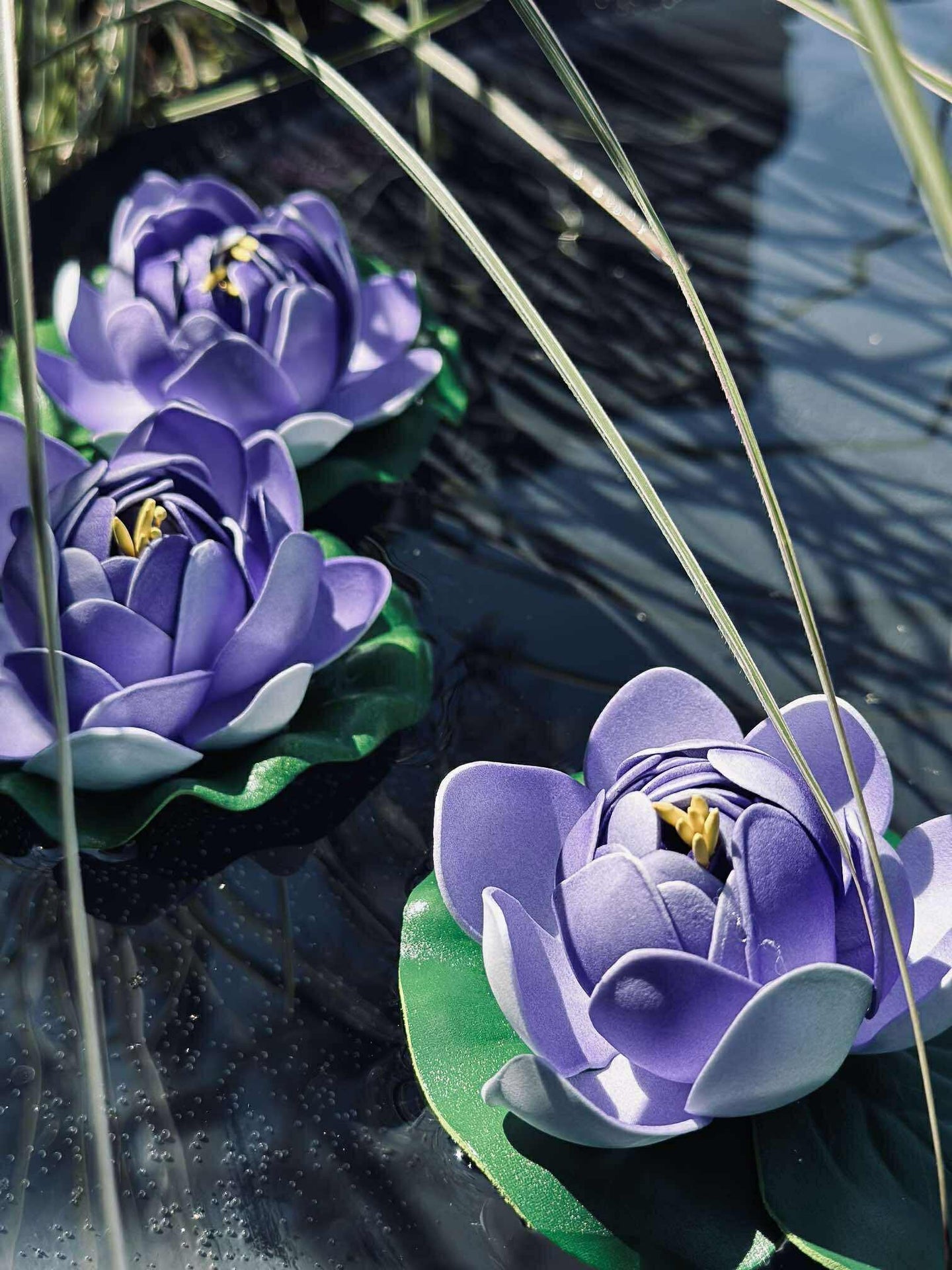 Lotus - Flera färger