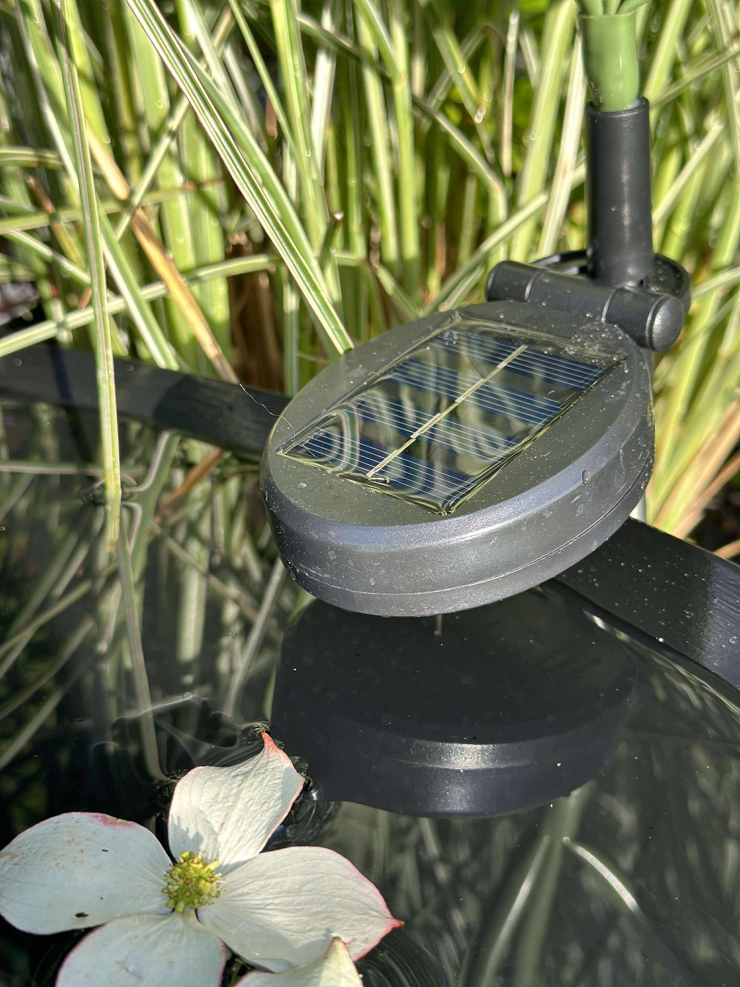 Hortensia med solceller - Vit