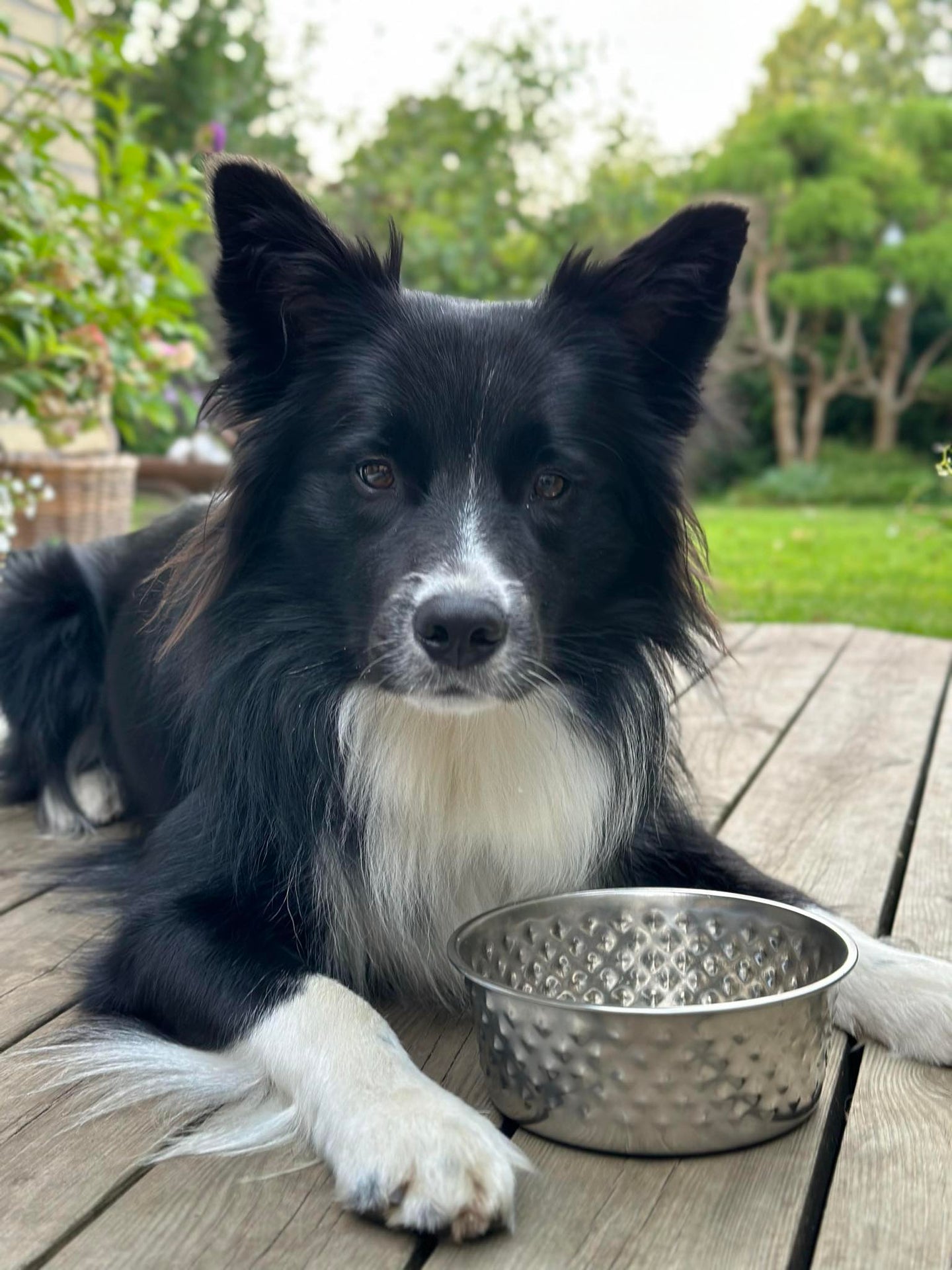 Hundskål Rostfritt stål - Mellan