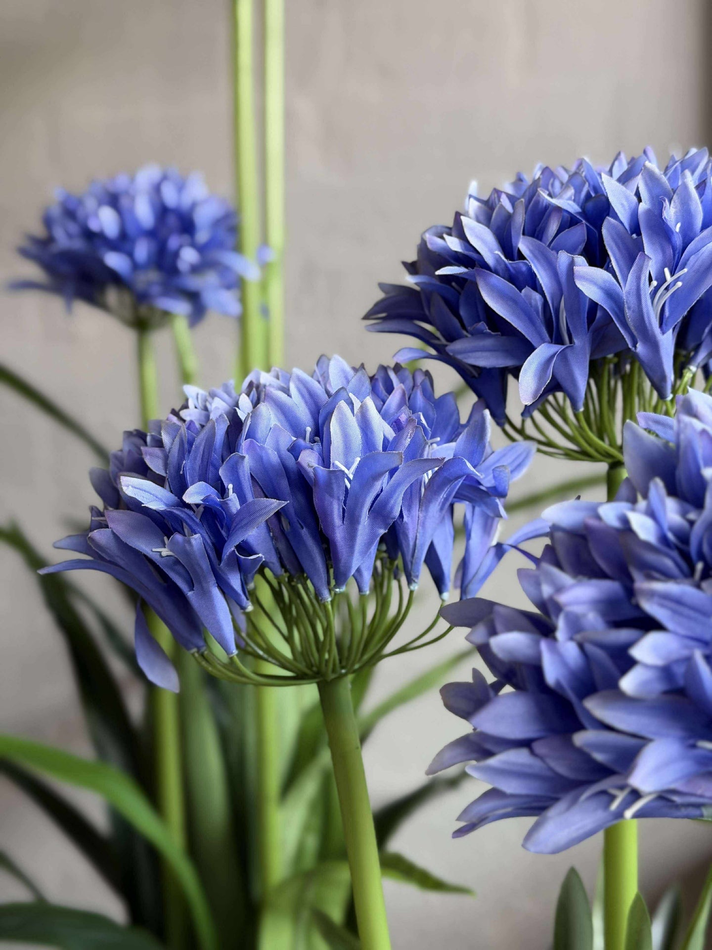 Agapanthus 80cm - flera färger