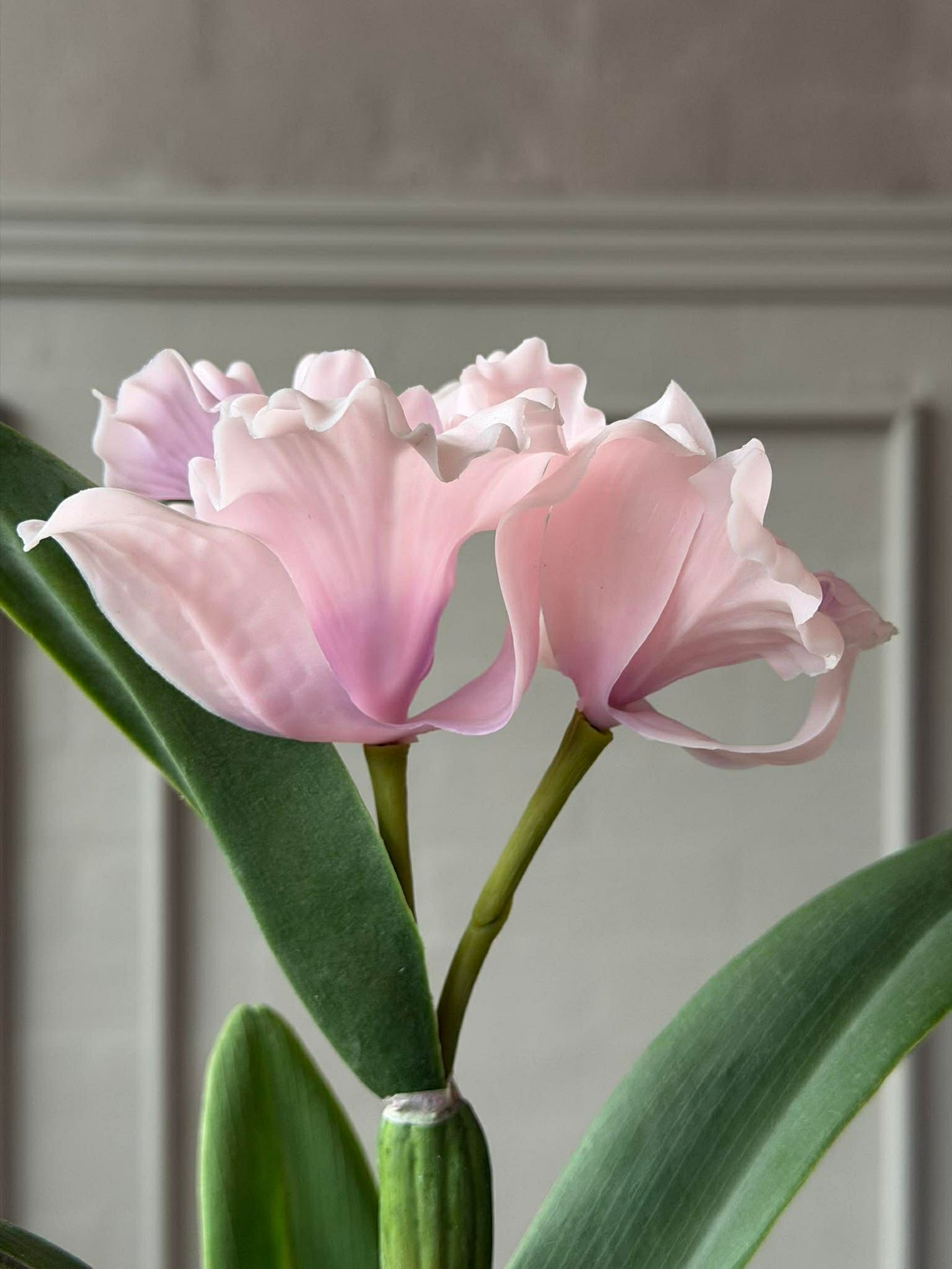 Orkidé i kruka Rosa - Flera storlekar
