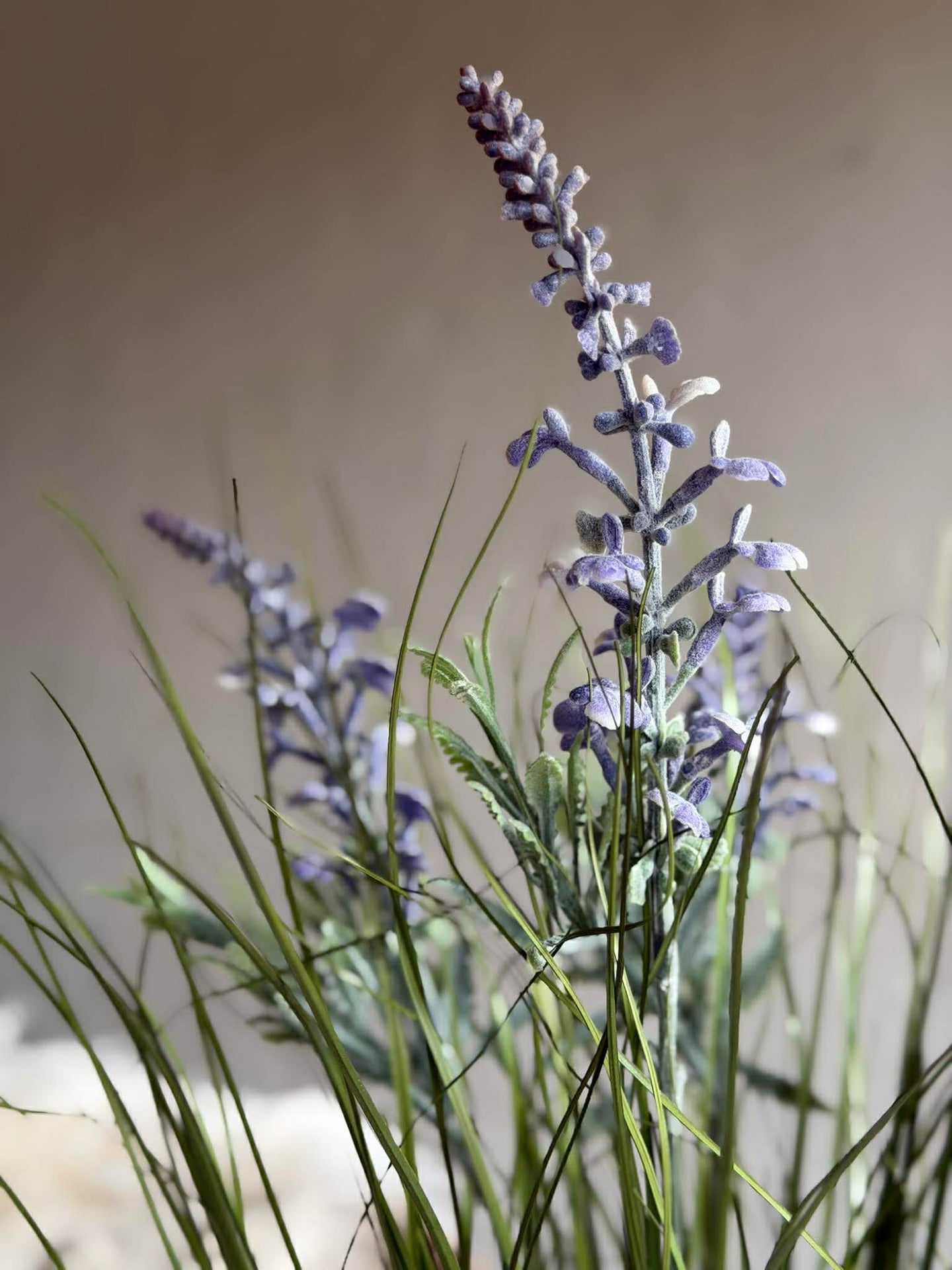 Lavendel i bukett för inne och ute - 70 cm