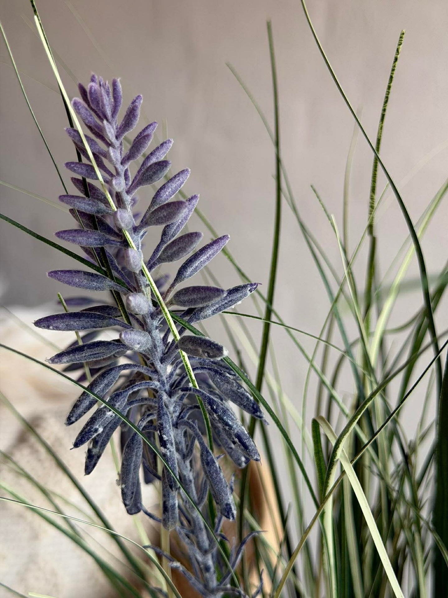 Lupin i bukett för inomhus och utomhus - 70 cm