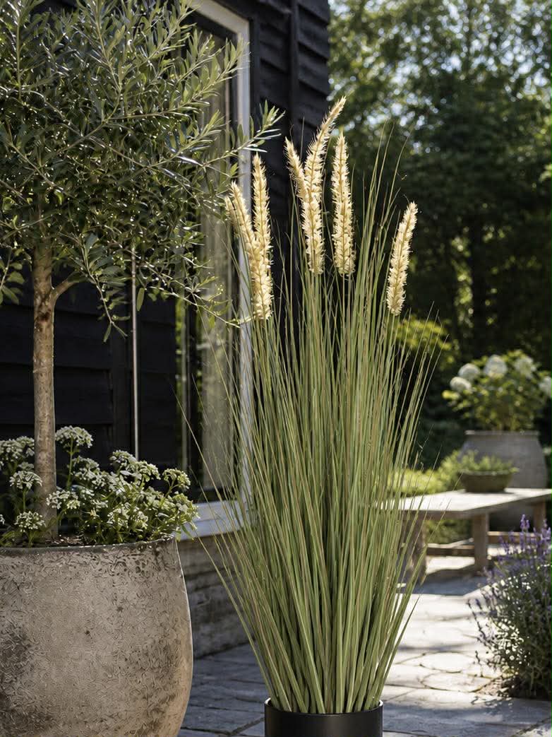 Pampas i kruka - 91 cm