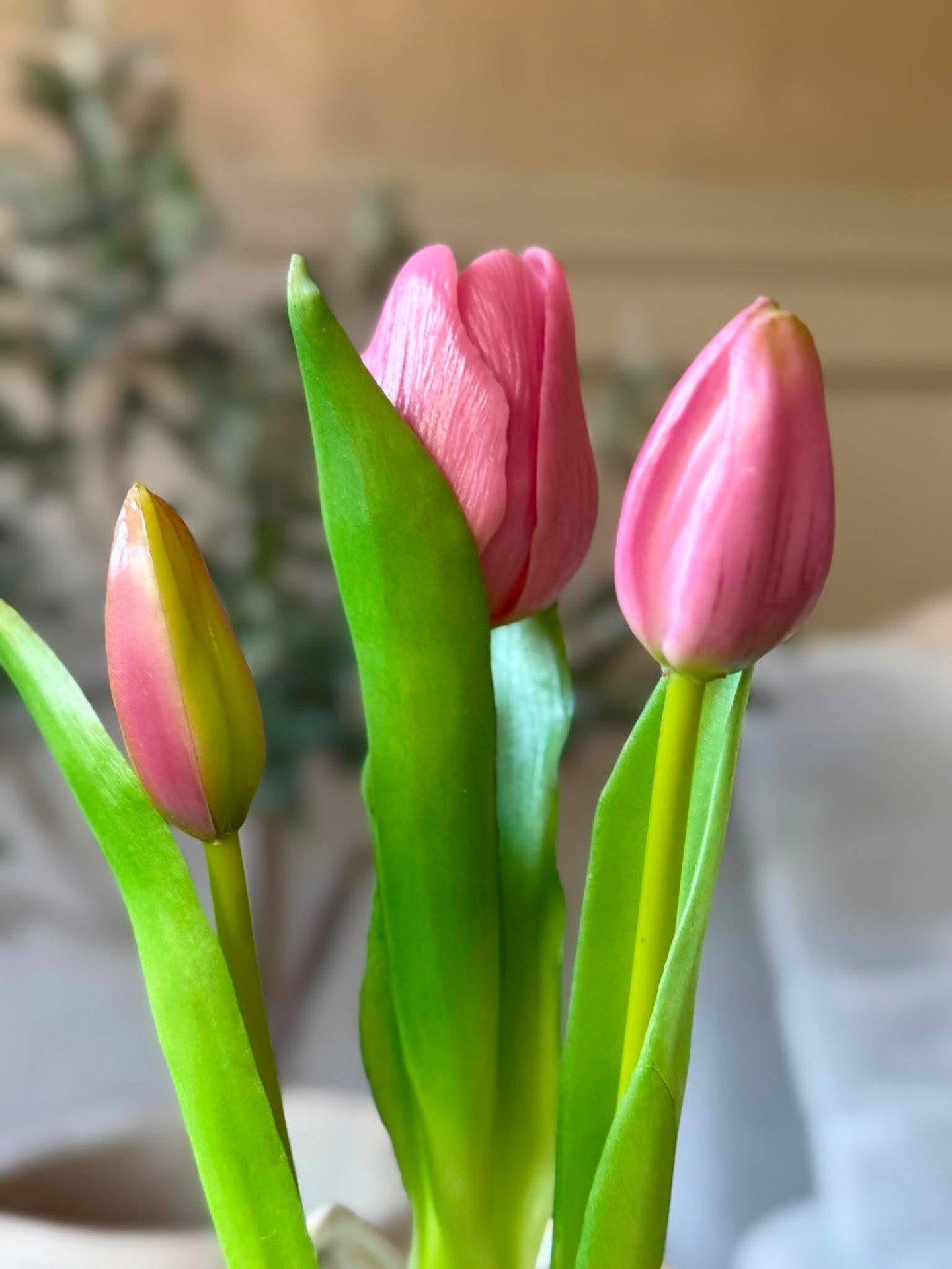 Tulpan i kruka - Rosa med 3 blommor
