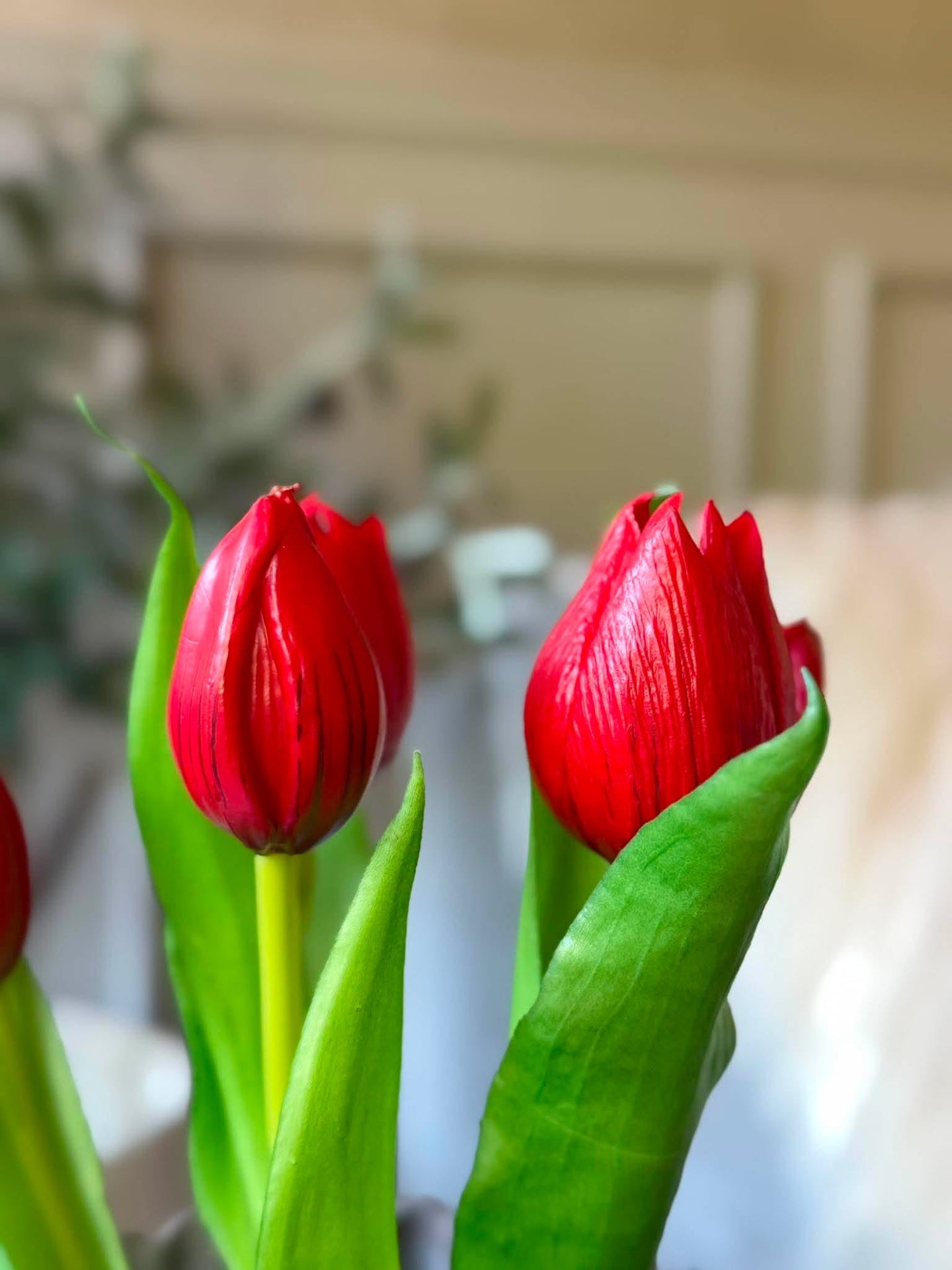 Tulpan i kruka - Röd med 5 blommor