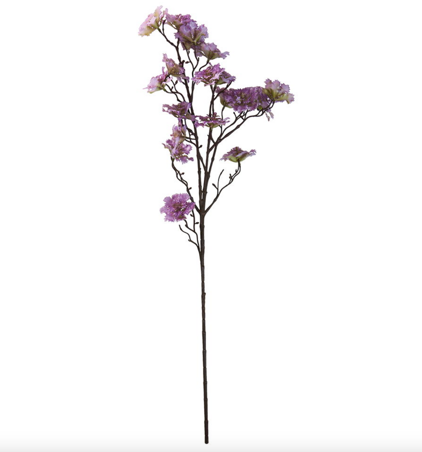 Blomma nejlika