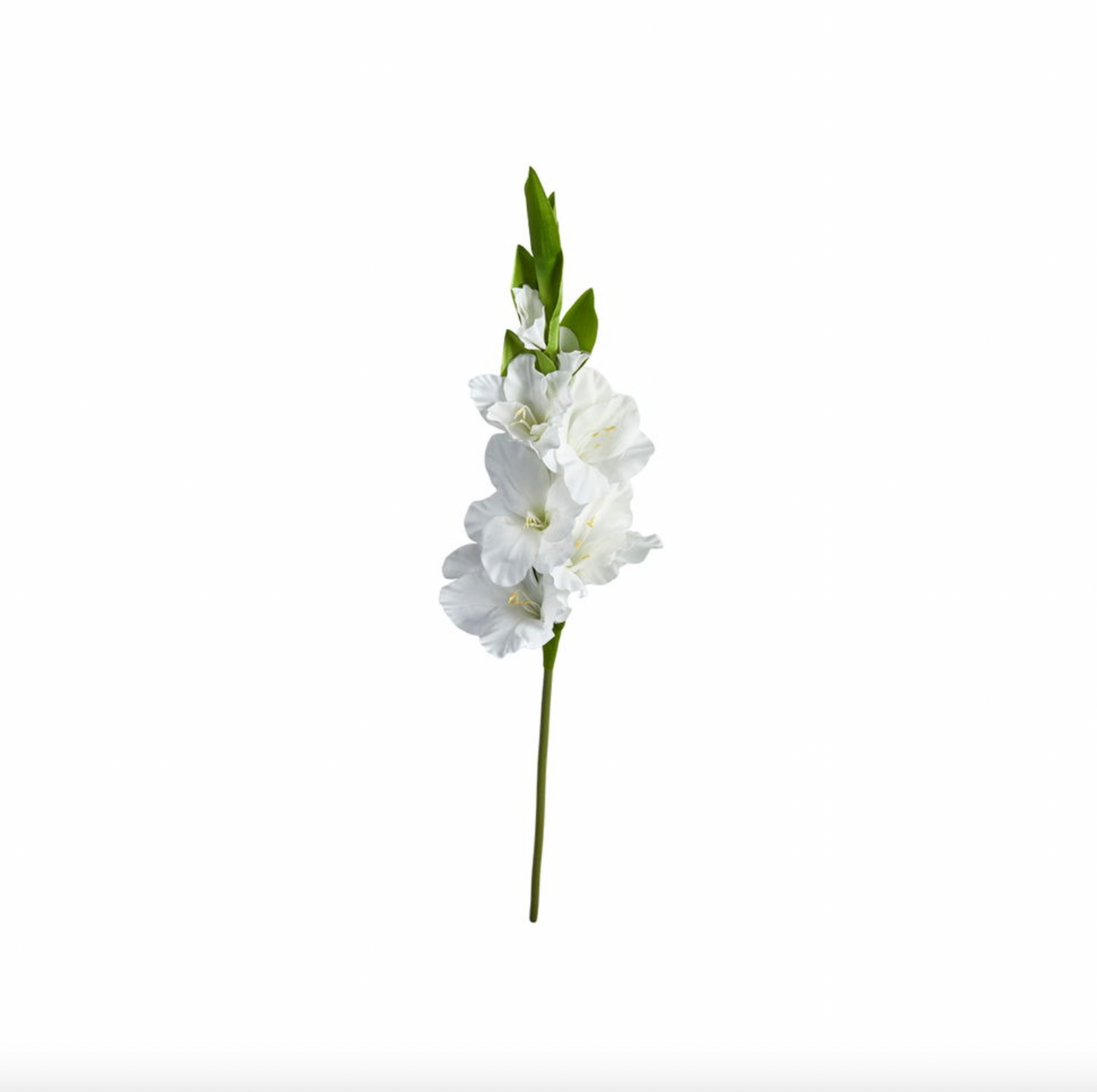 Gladiolusstjälk
