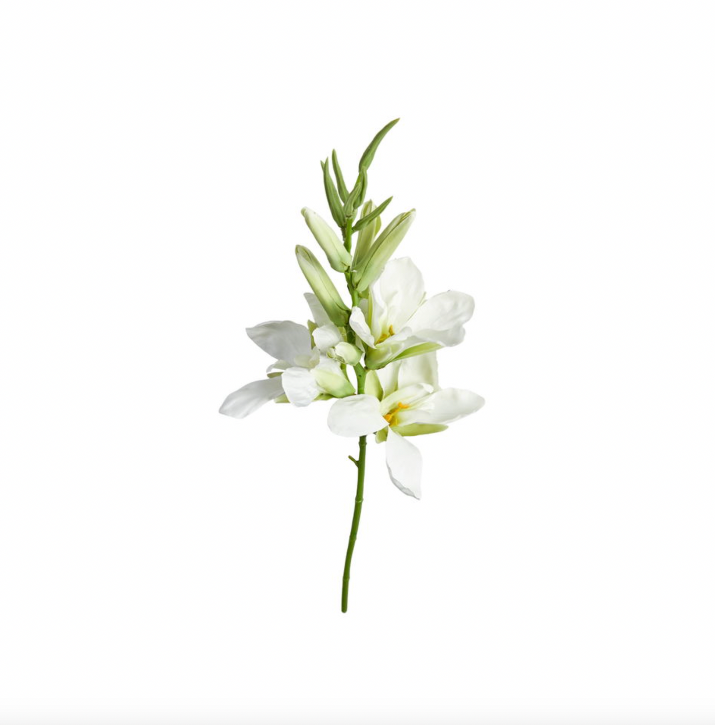 Gladiolusstjälk