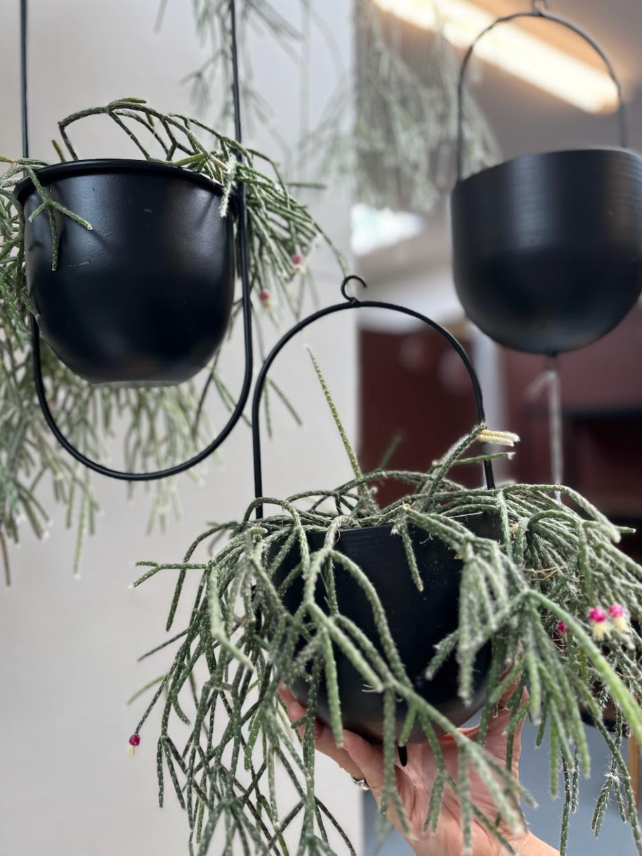 Kruka med upphängning - Black