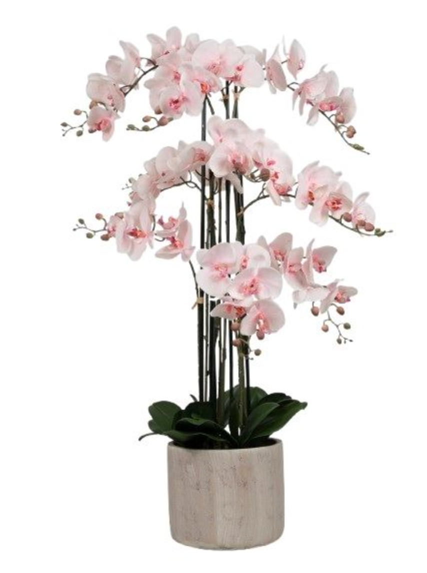 Orkidé i kruka 105 cm - Rosa