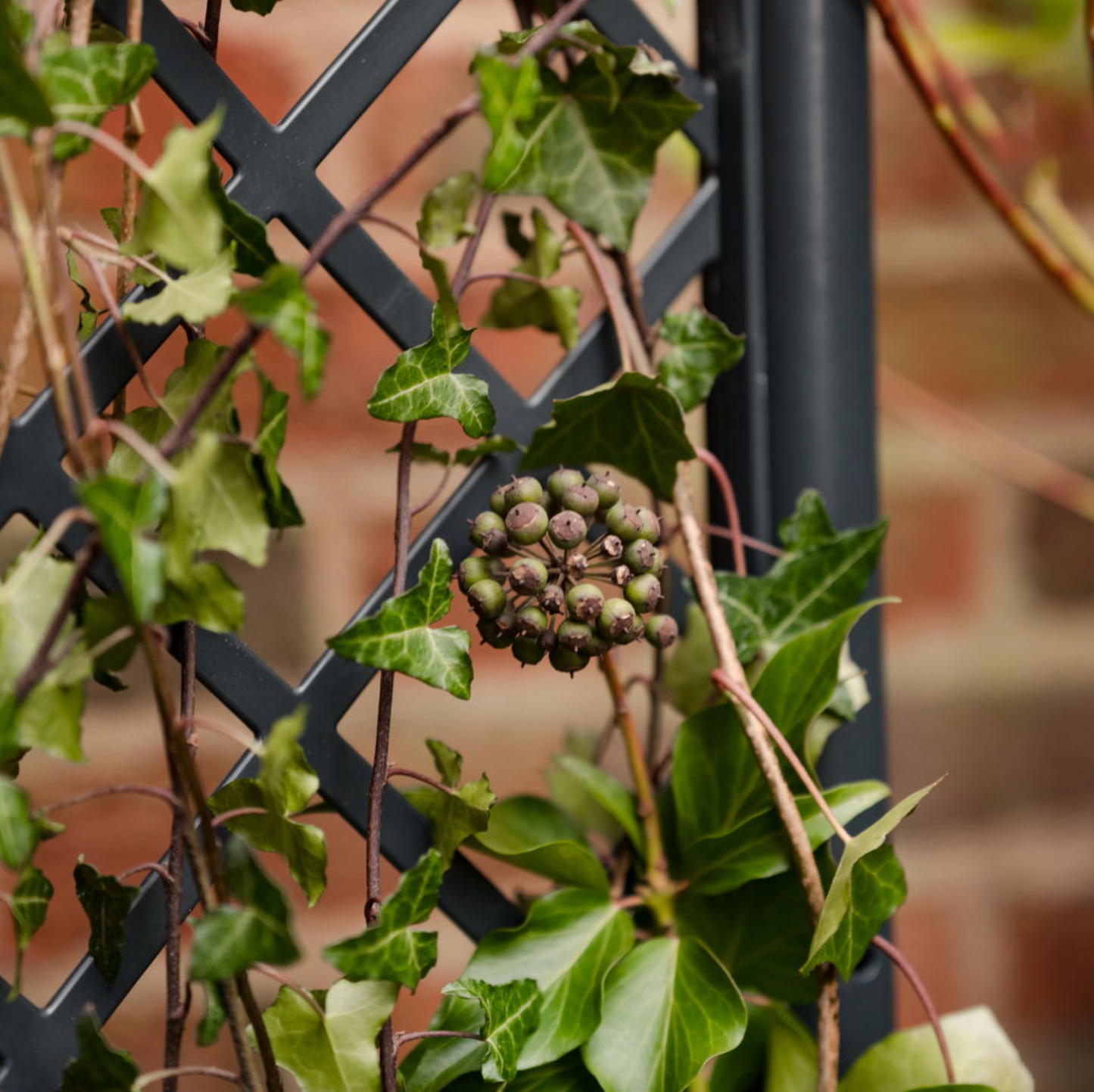 Planteringslåda med spaljé