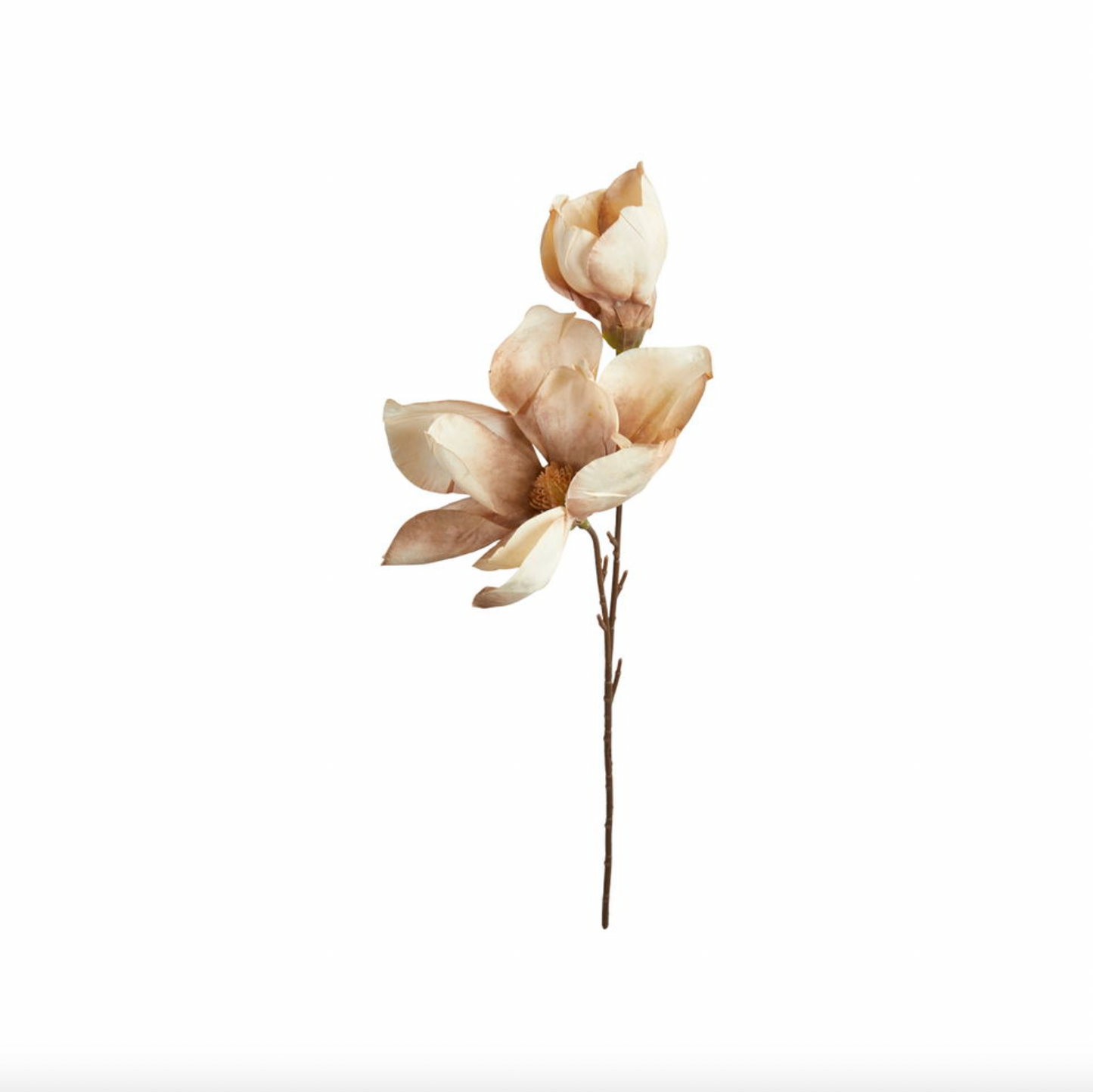 Magnolia-stjälk