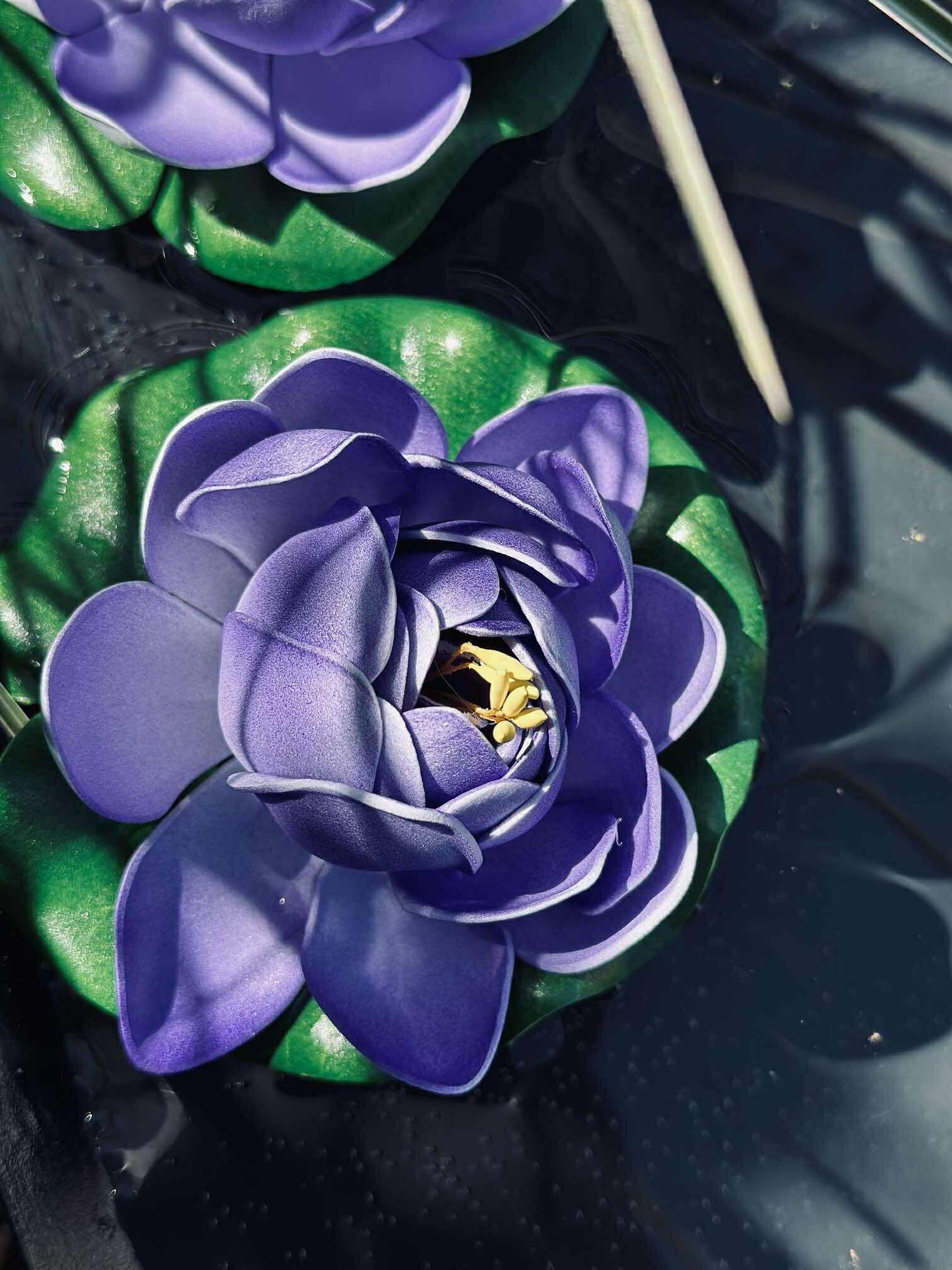 Lotus - Flera färger