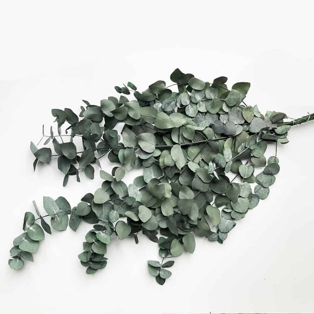 Evighedsbuket - Eucalyptus cynera - VIAMAJA.DK