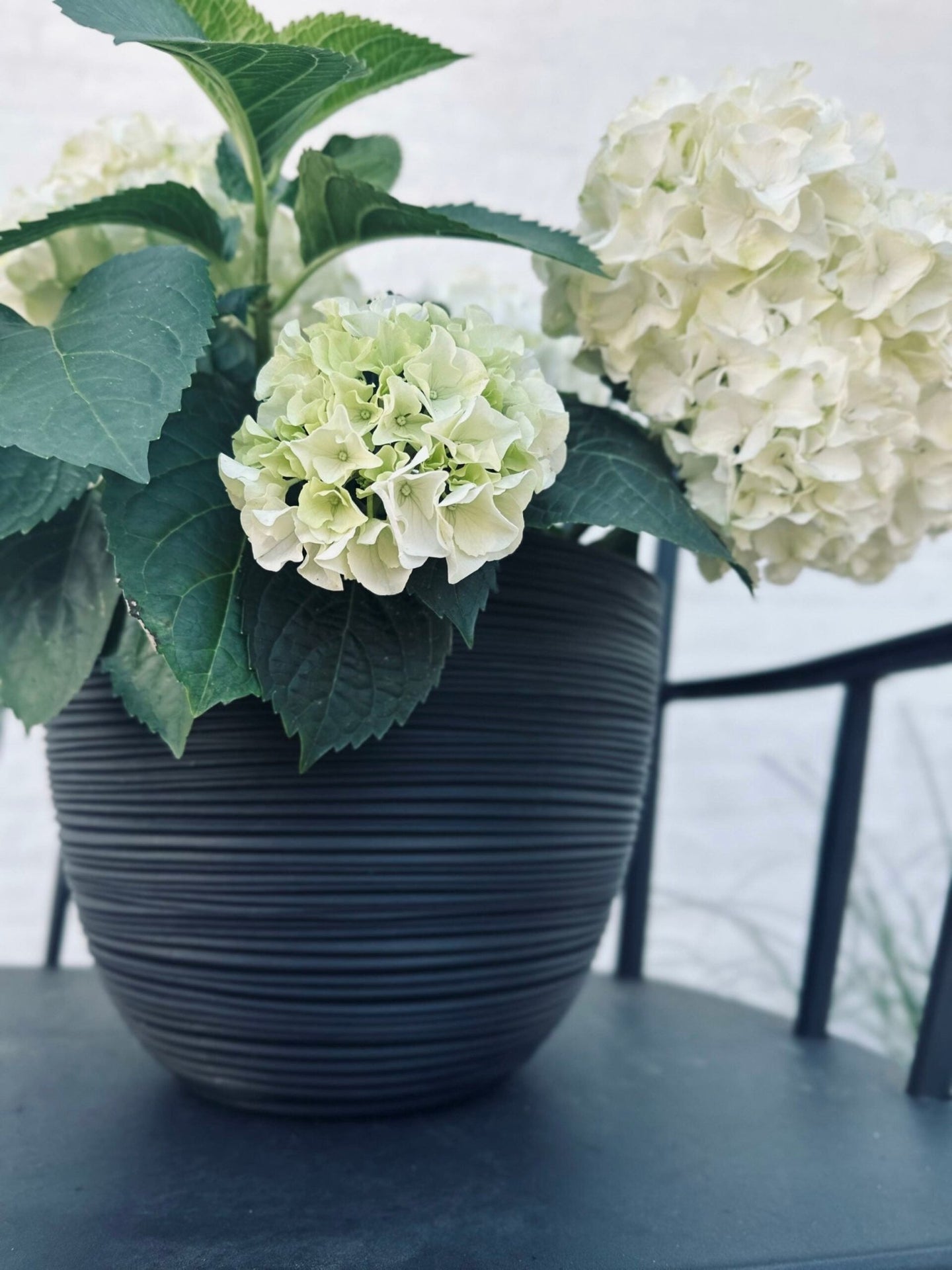 Räfflad blomkruka, svart, medium - VIAMAJA.DK