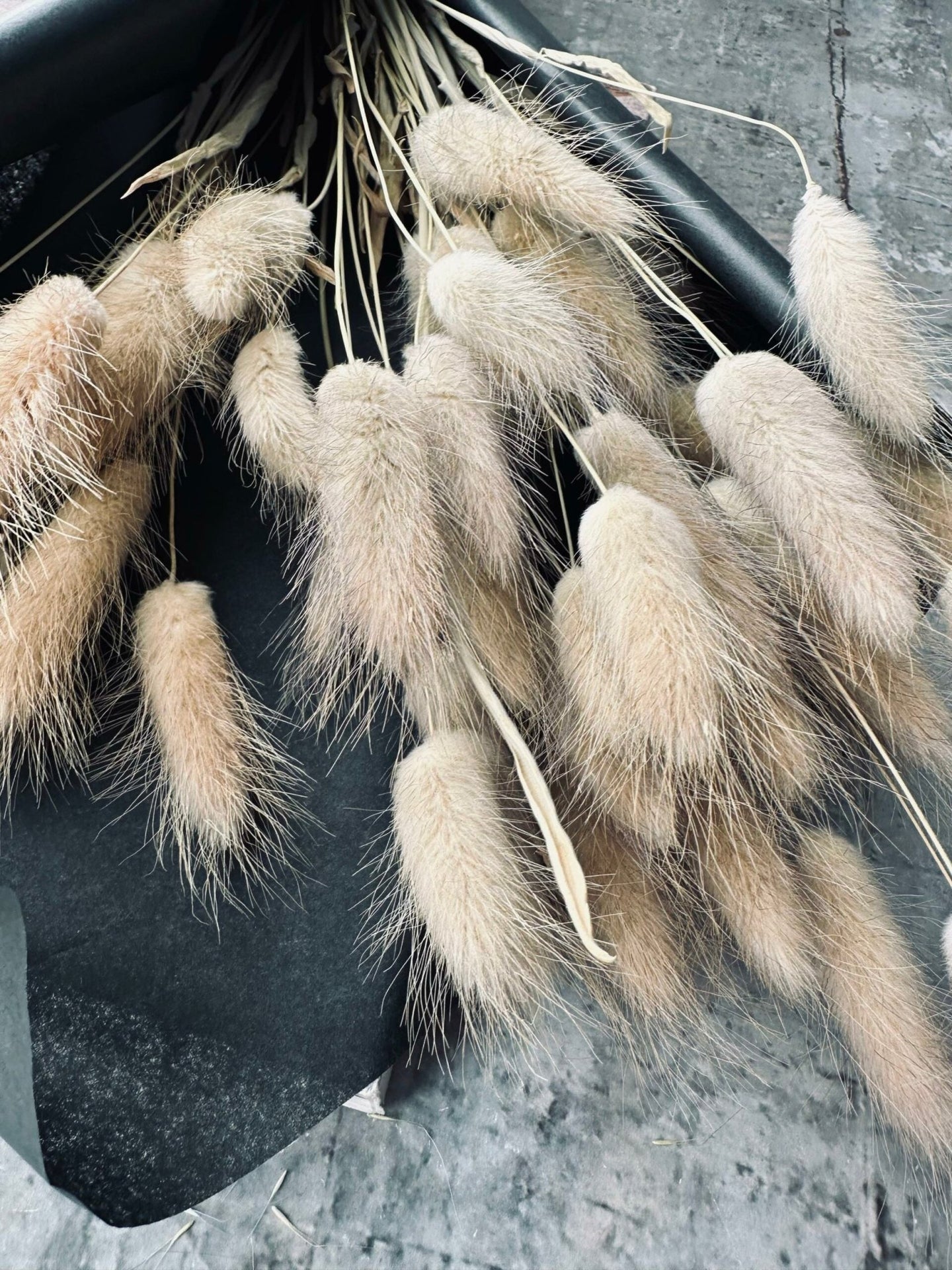 Lagurus – Natur - VIAMAJA.DK