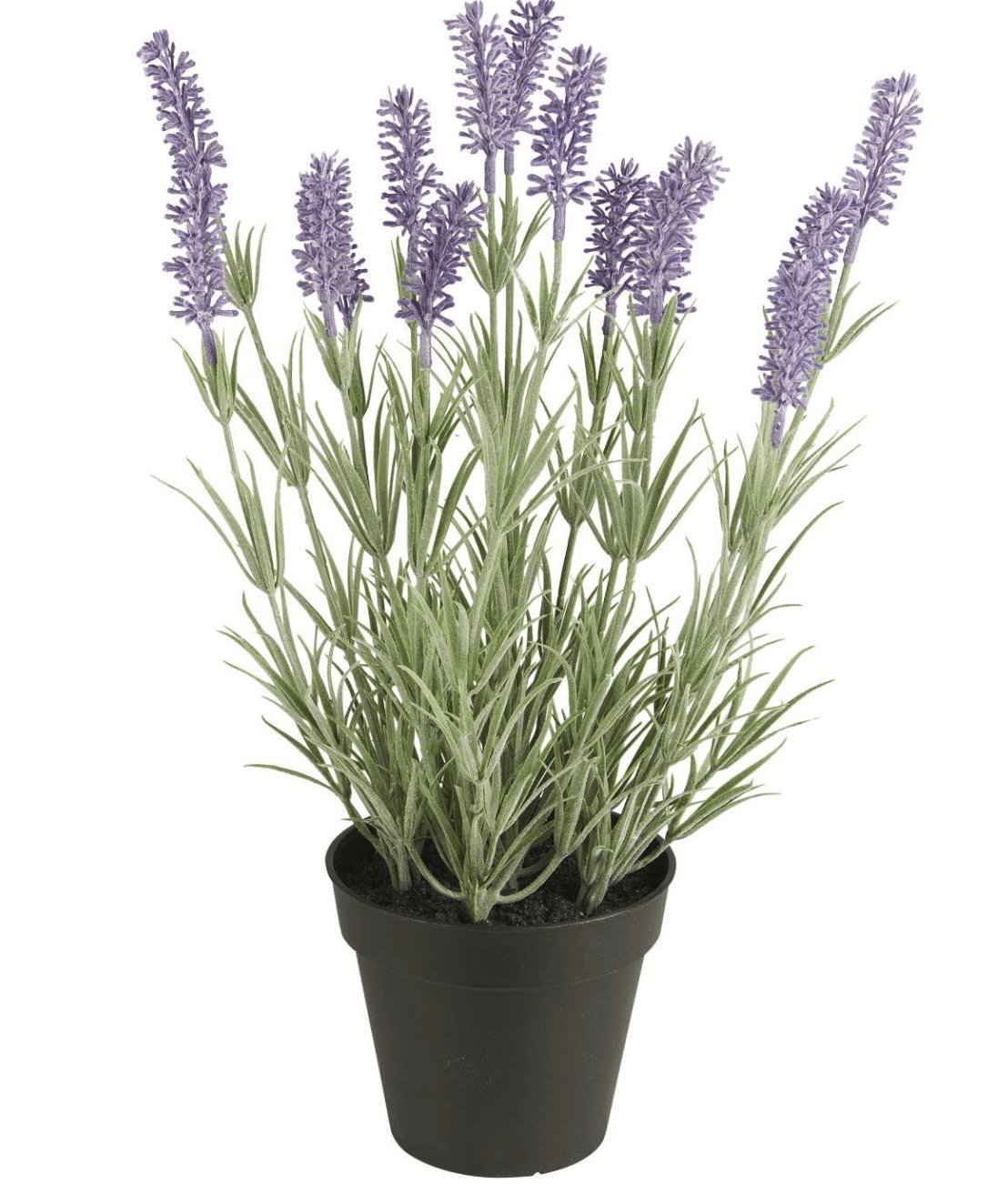 Lavendel – 40 cm - VIAMAJA.DK