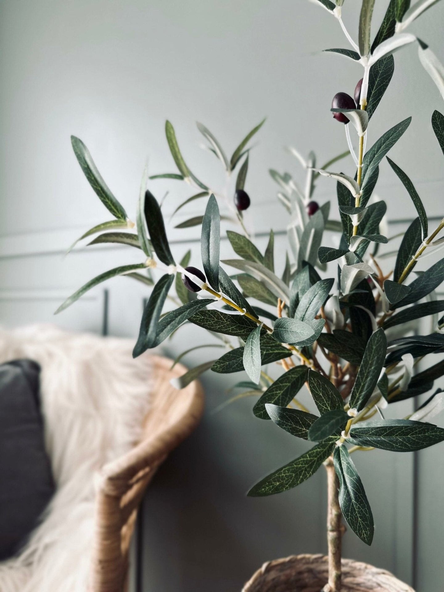 Oliventræ - VIAMAJA.DK