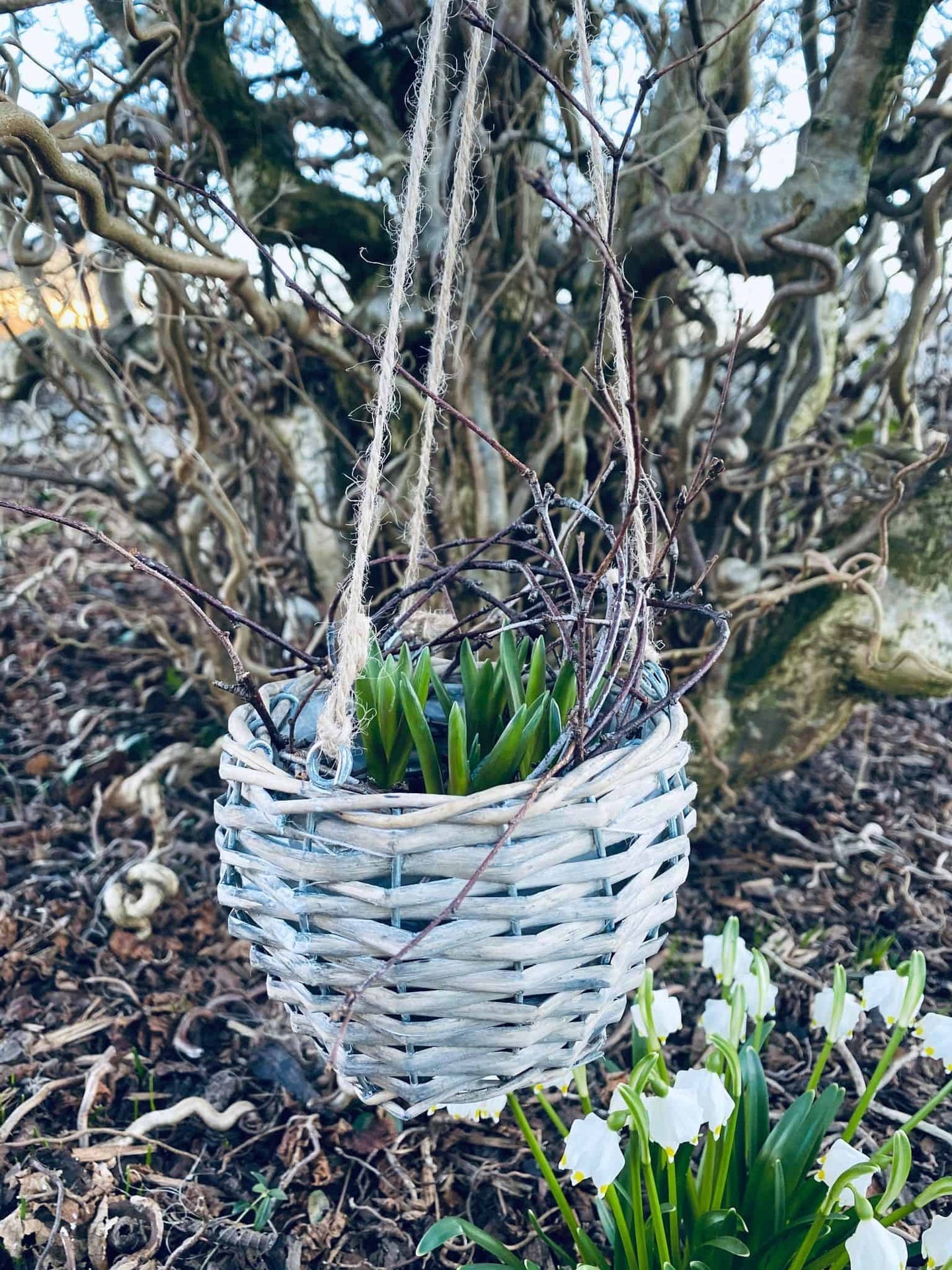 Plantekurv med ophæng - VIAMAJA.DK