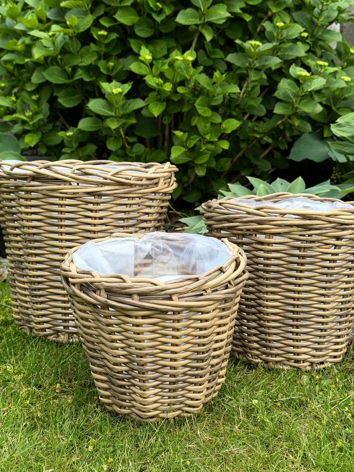 Plantkorgar i natur - 3 st