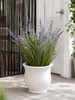Lavendel i bukett för inne och ute - 70 cm