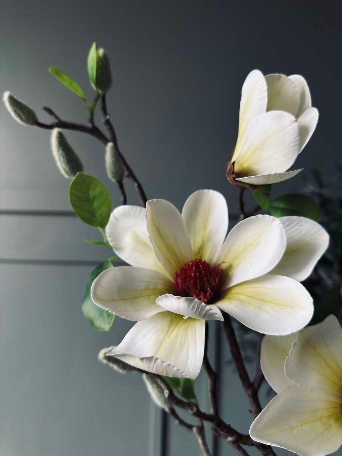 Blomma Magnolia - Vit