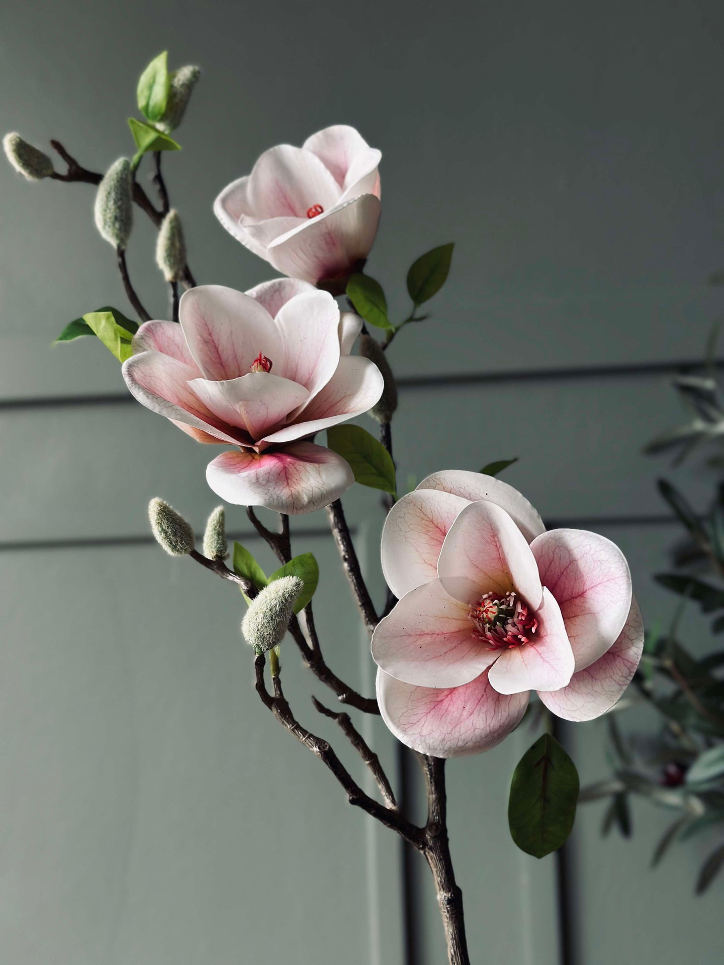 Blomma Magnolia - Rosa
