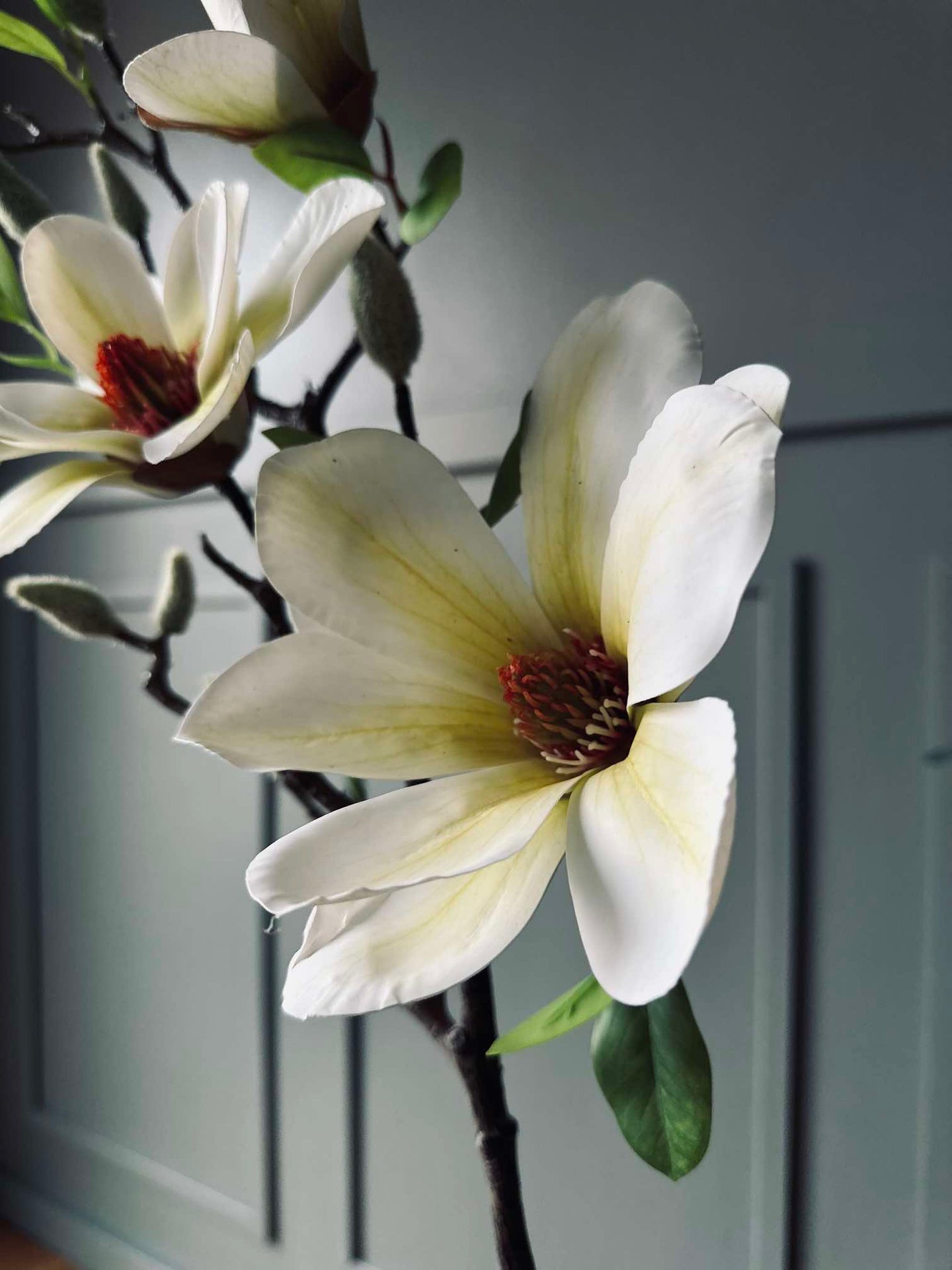 Blomma Magnolia - Vit
