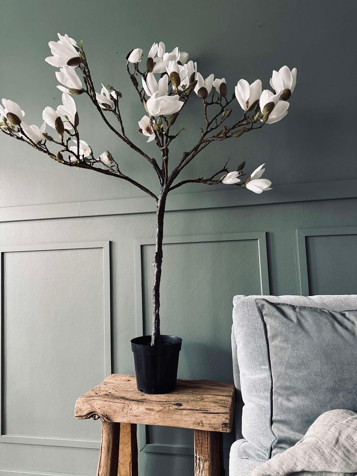 Magnoliaträd i kruka - 120 cm Vit