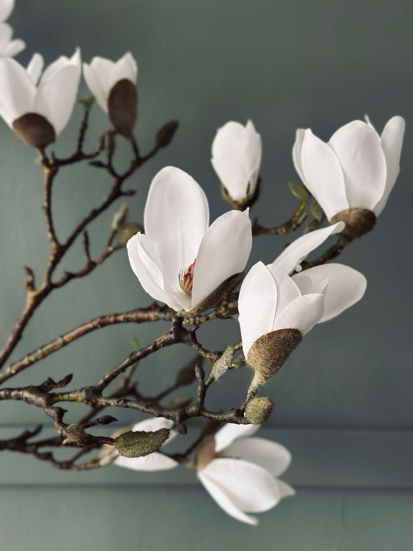 Magnoliaträd i kruka - 120 cm Vit