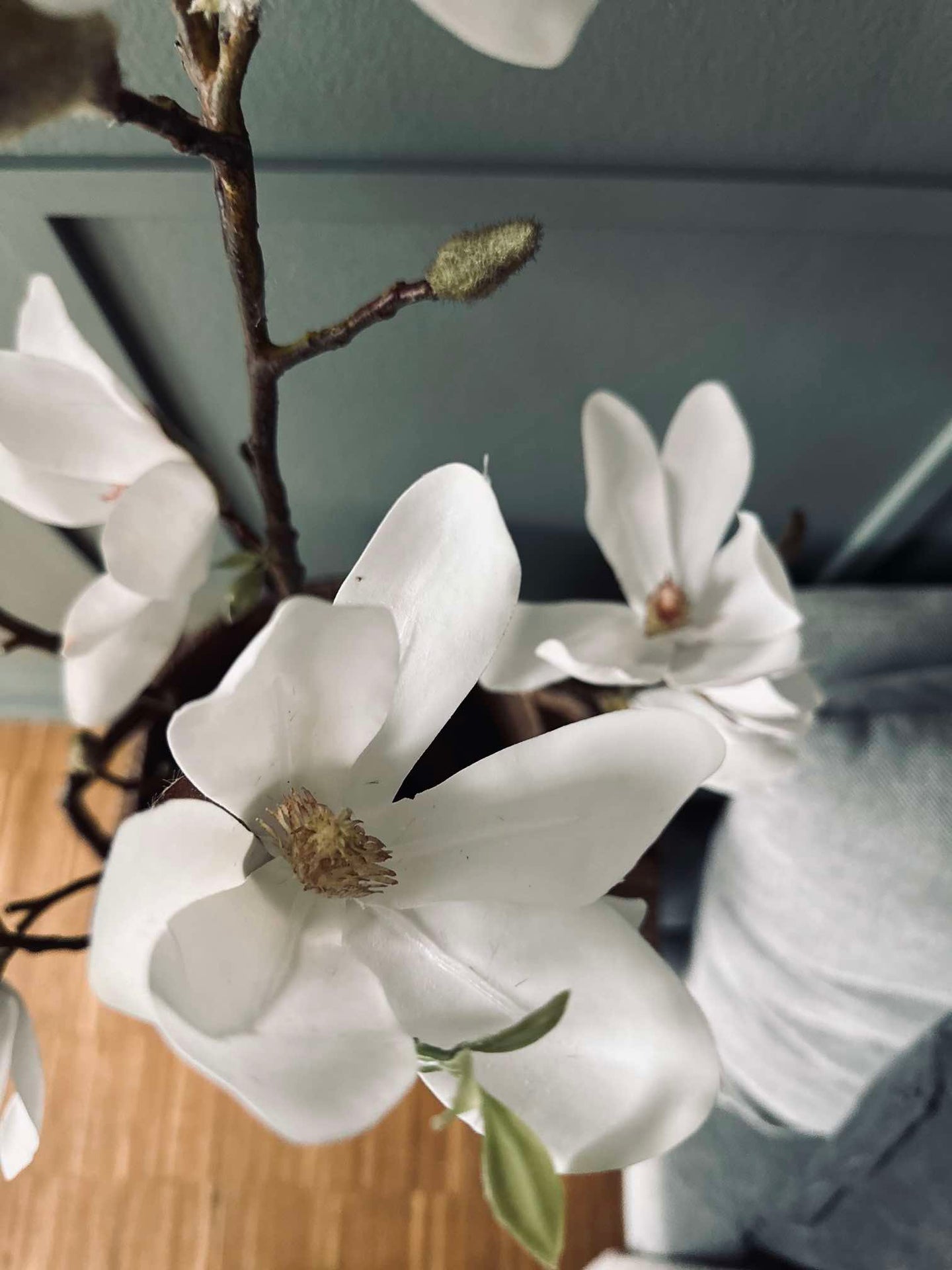 Magnoliaträd i kruka - 70 cm Vit