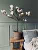Magnoliaträd i kruka - 120 cm Vit