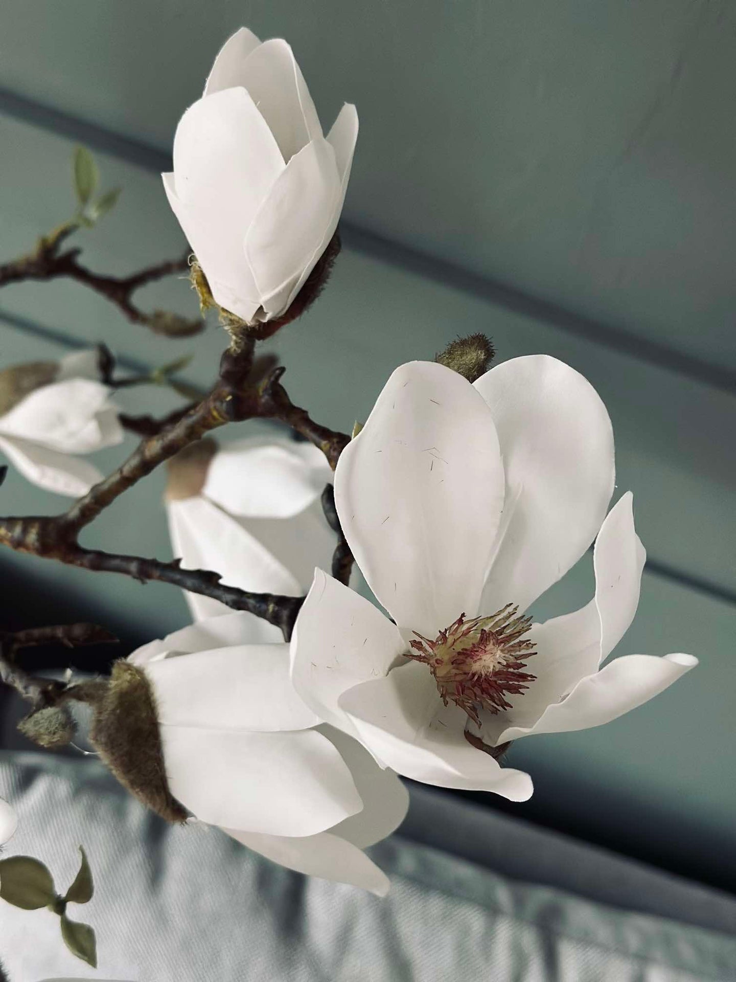 Magnoliaträd i kruka - 120 cm Vit