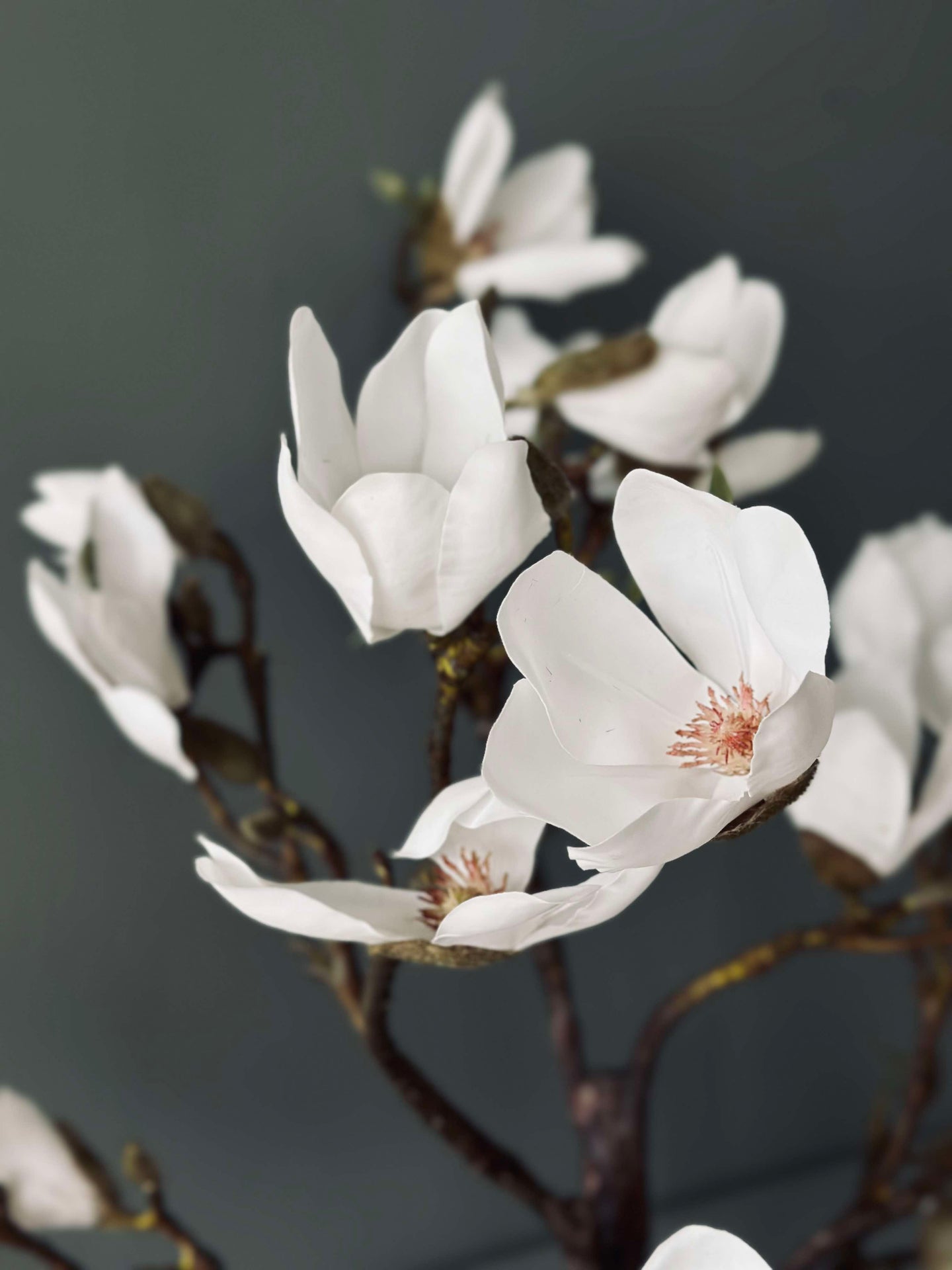 Magnoliaträd i kruka - 120 cm Vit