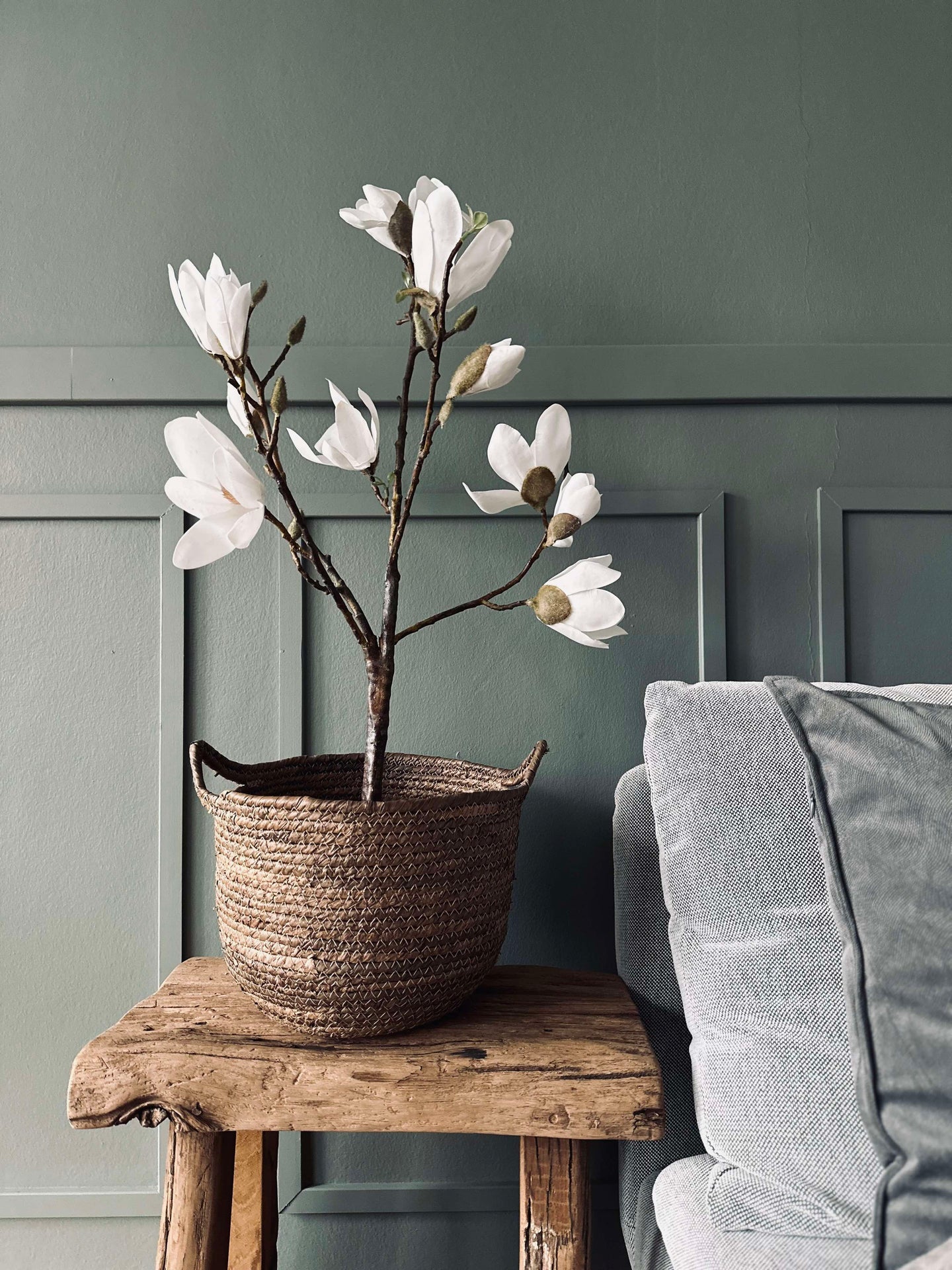 Magnoliaträd i kruka - 70 cm Vit