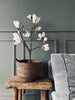 Magnoliaträd i kruka - 70 cm Vit