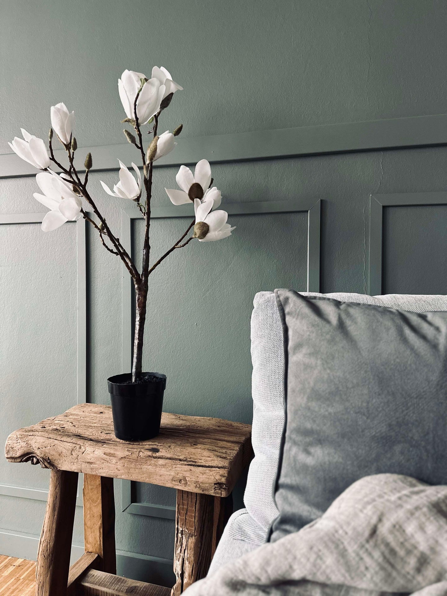 Magnoliaträd i kruka - 70 cm Vit