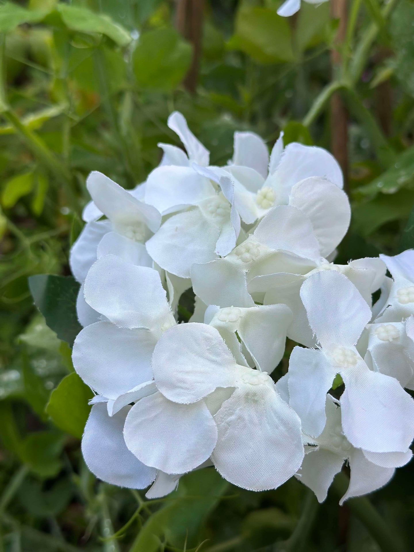 Hortensia med solceller - Vit
