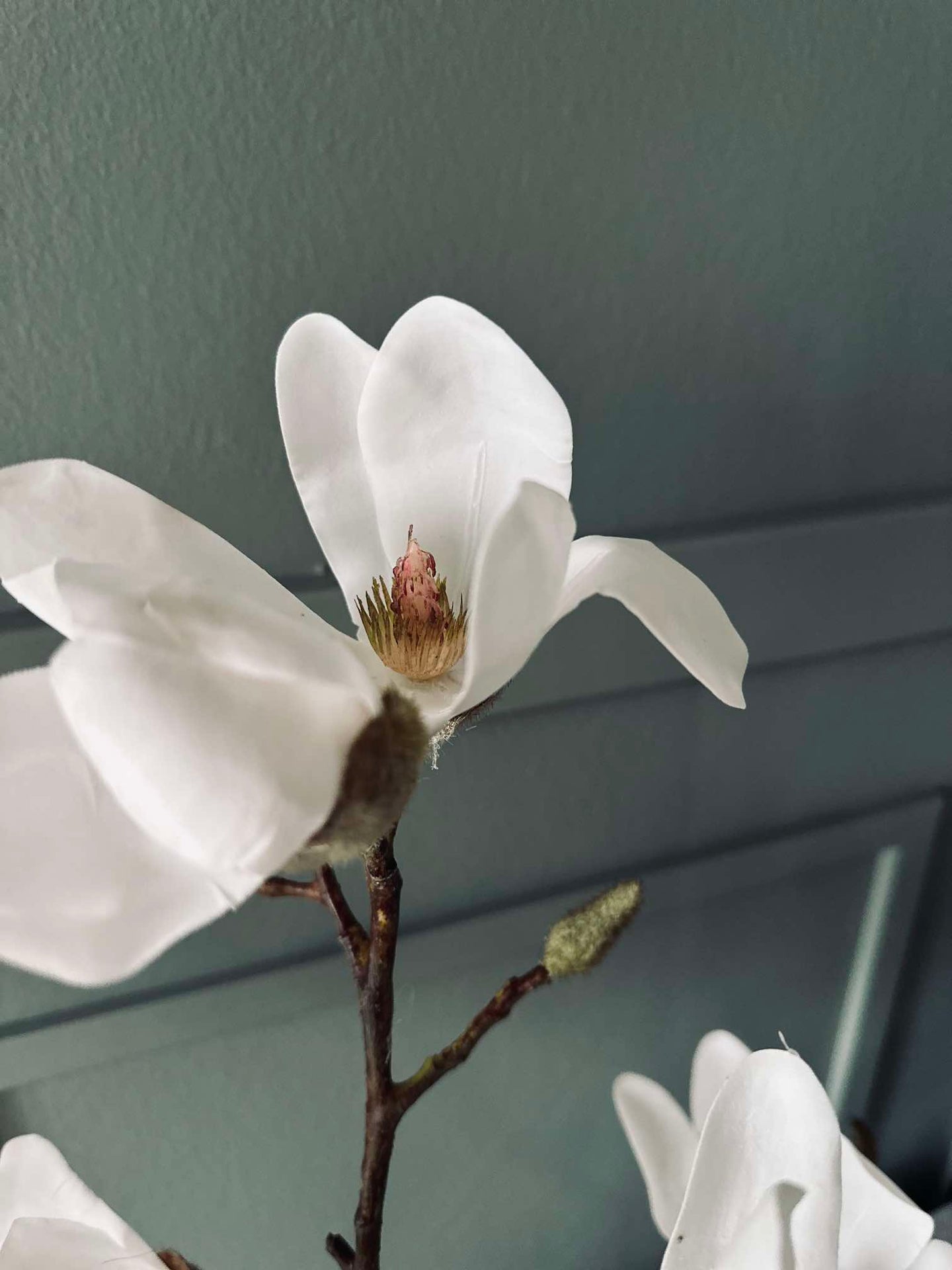 Magnoliaträd i kruka - 70 cm Vit