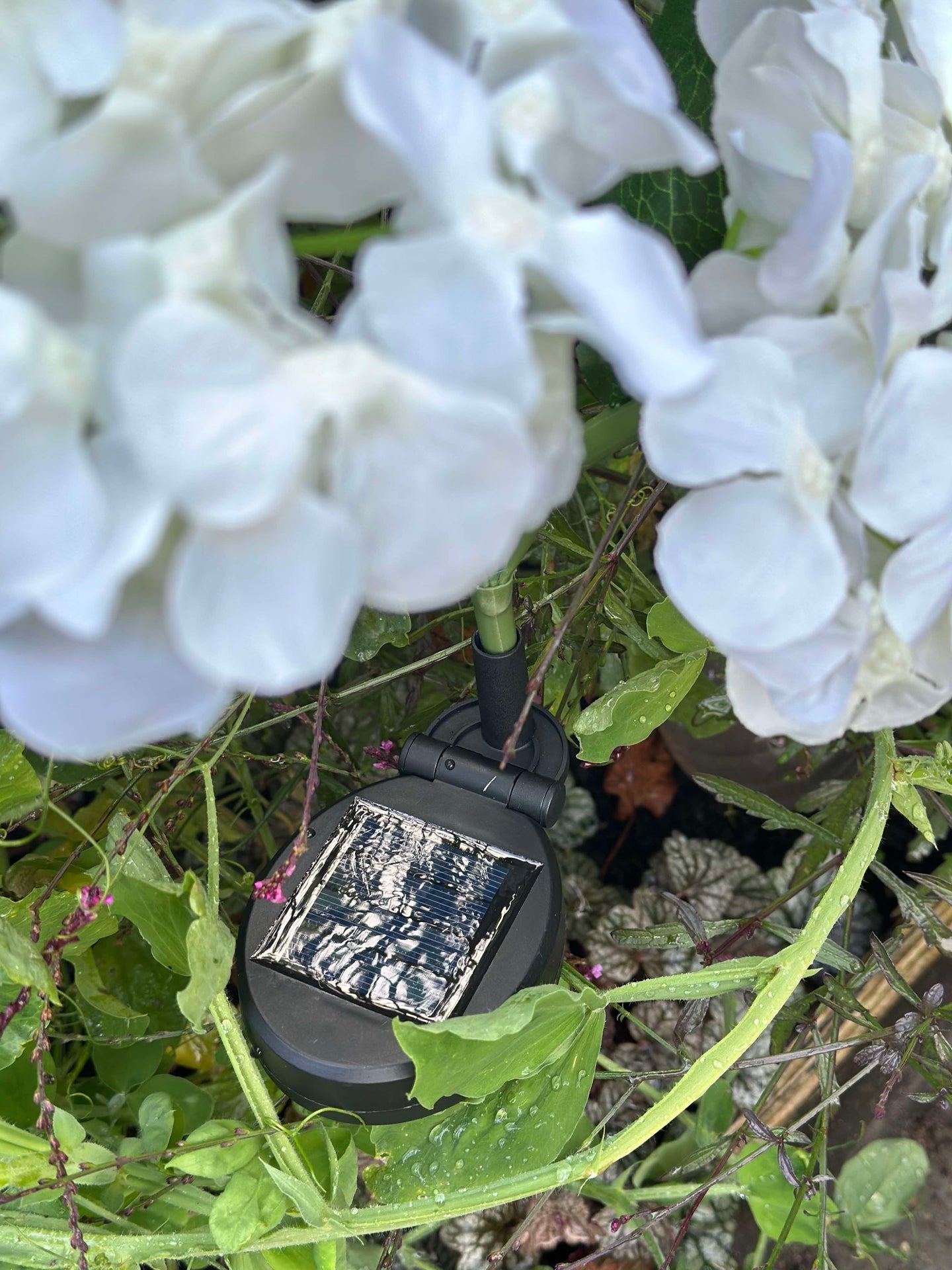 Hortensia med solceller - Vit