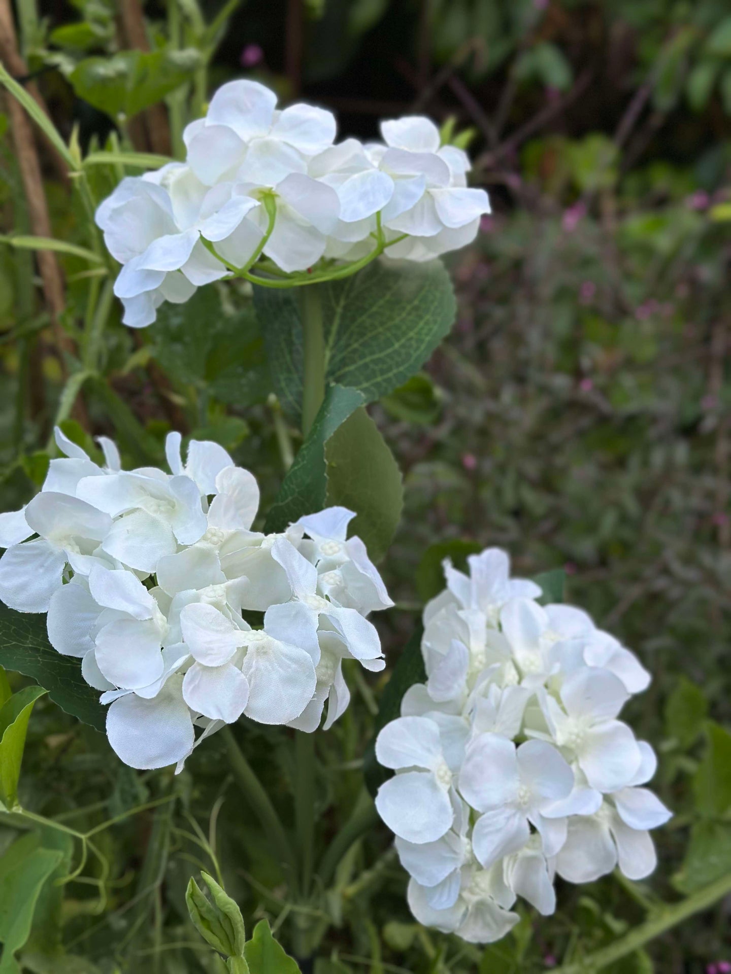 Hortensia med solceller - Vit