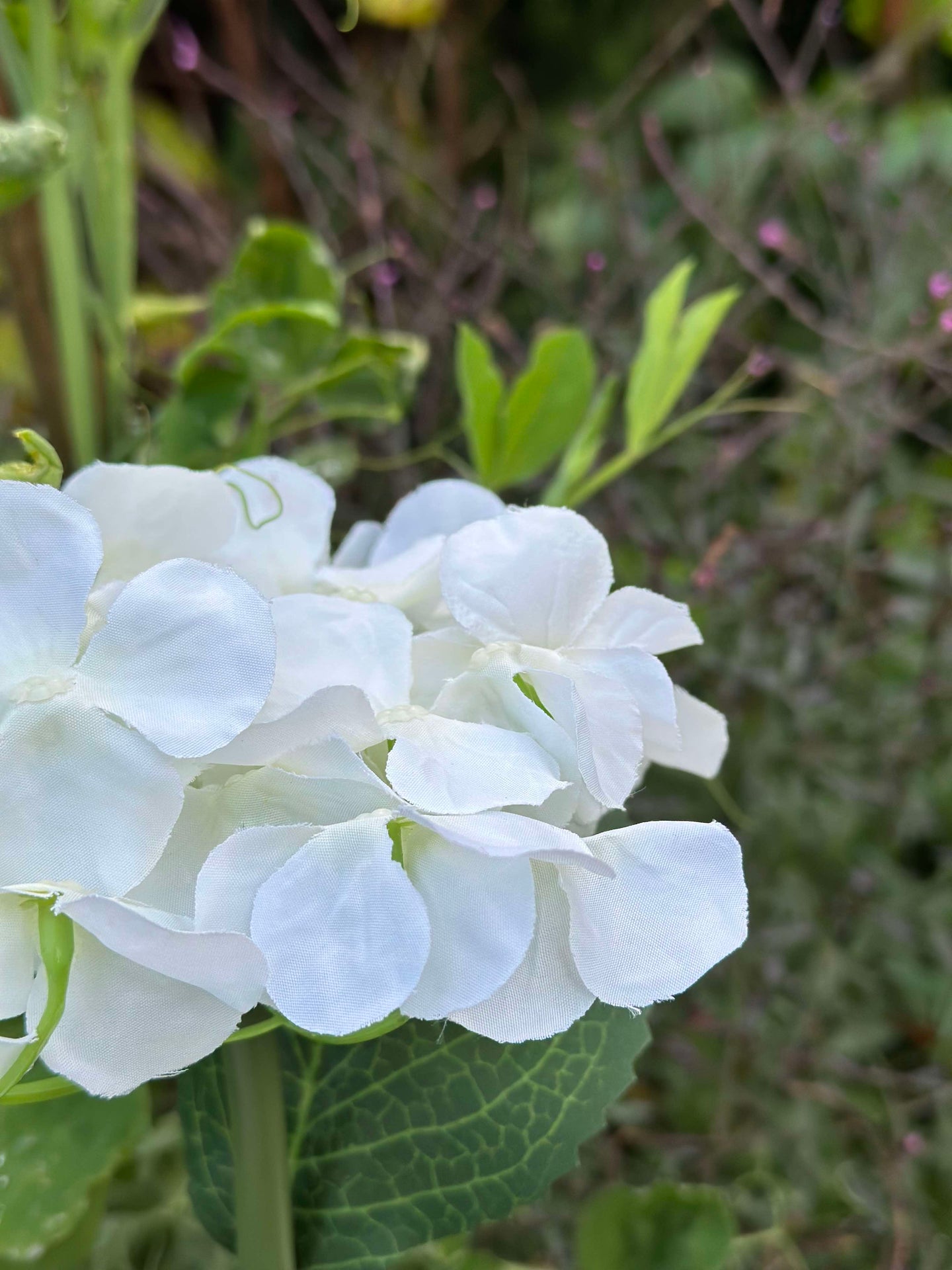 Hortensia med solceller - Vit