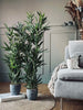 Bambu i kruka 110 cm