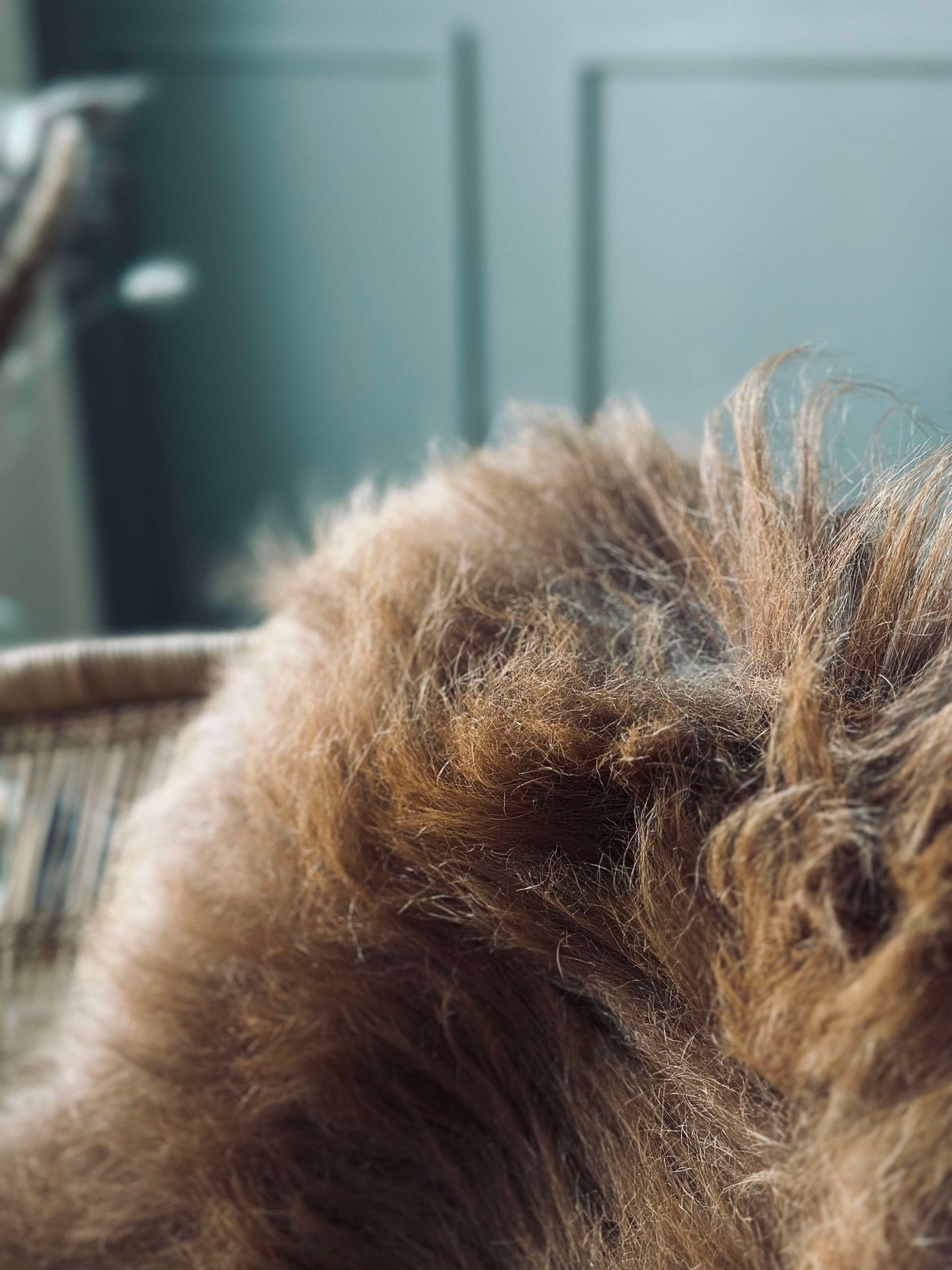 Isländskt lammskinn – Natur skinn Nougat nyanser