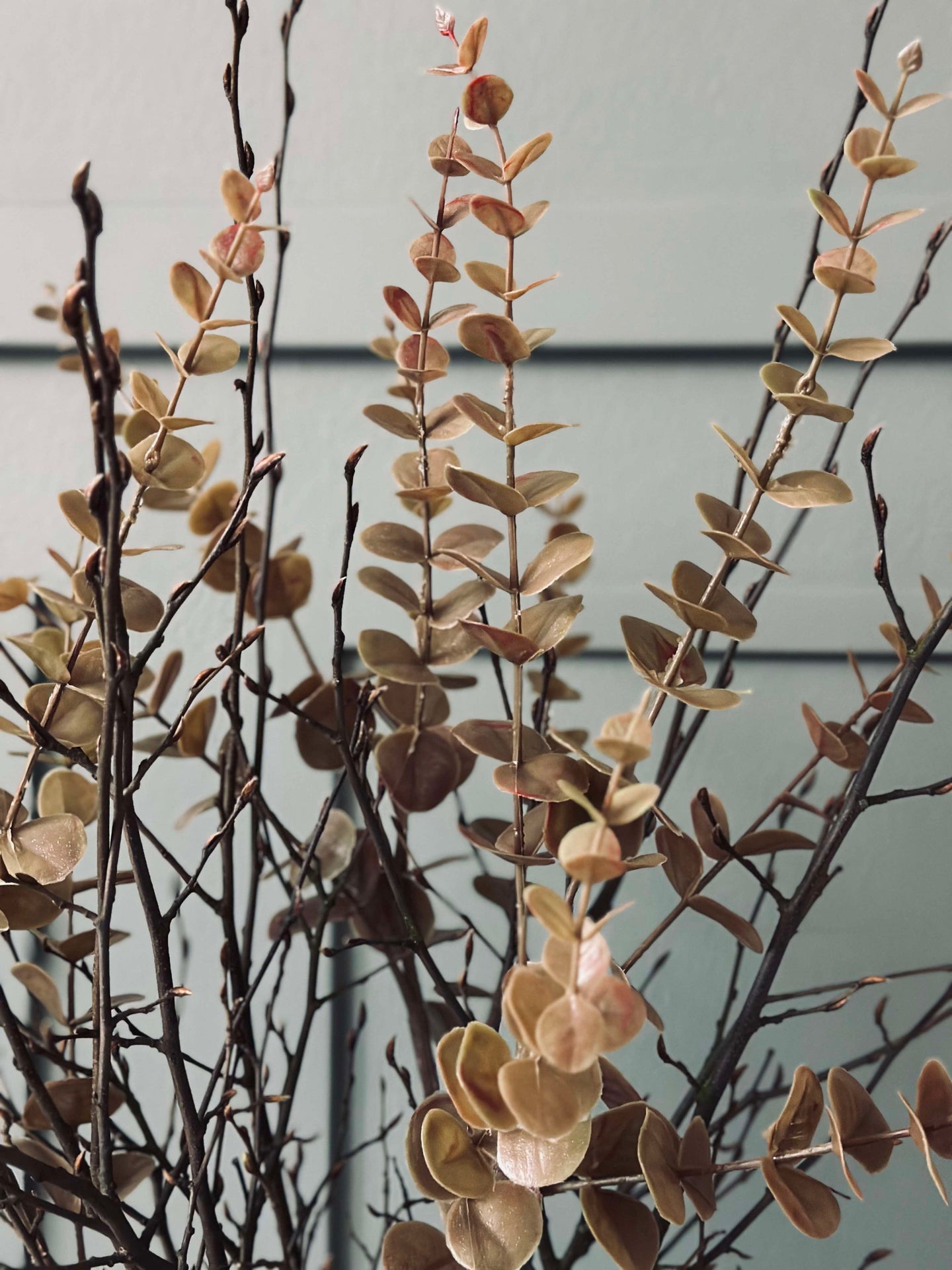 Blommor eukalyptus - Gyllene