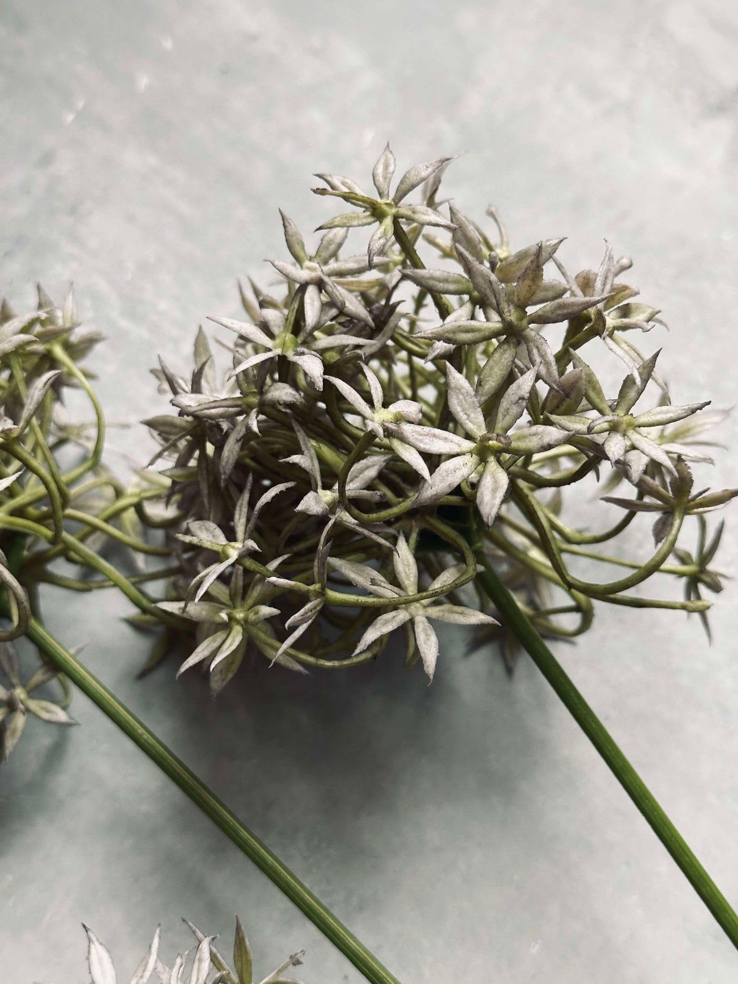 Blomma Allium